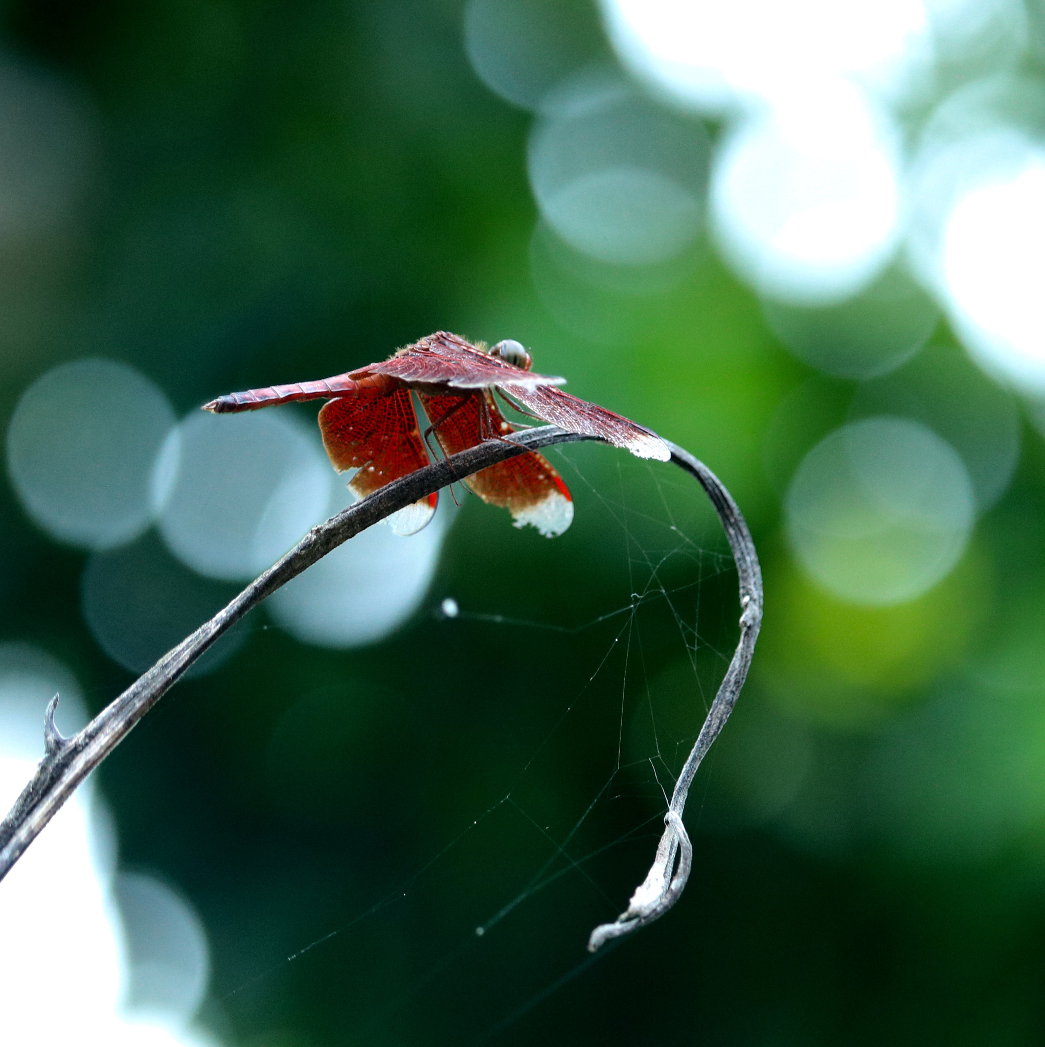 Canon EF-S 55-250mm F4-5.6 IS STM sample photo