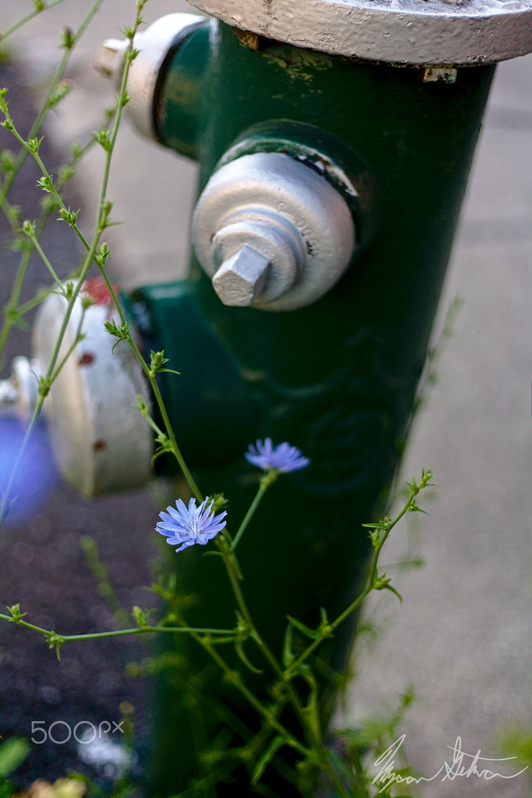 Canon EOS 5D + Canon EF 50mm F1.8 II sample photo. Chickory and hydrant photography