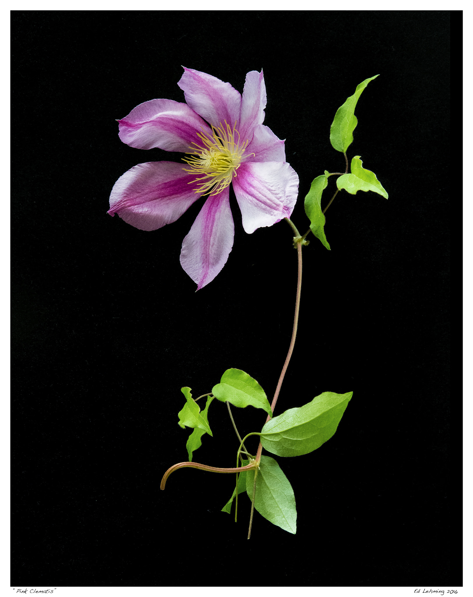 Tamron SP 70-200mm F2.8 Di VC USD sample photo. “pink clematis” photography