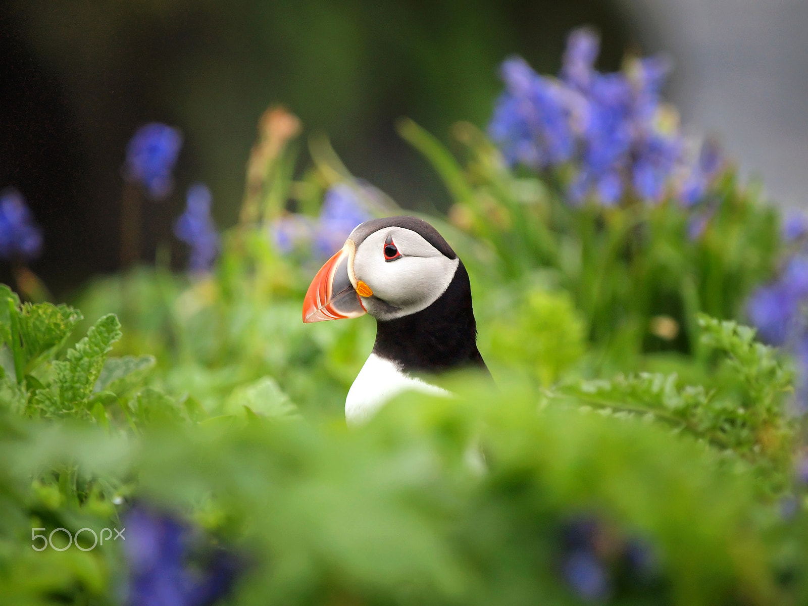 Olympus E-30 sample photo. Peek-a-boo puffin photography