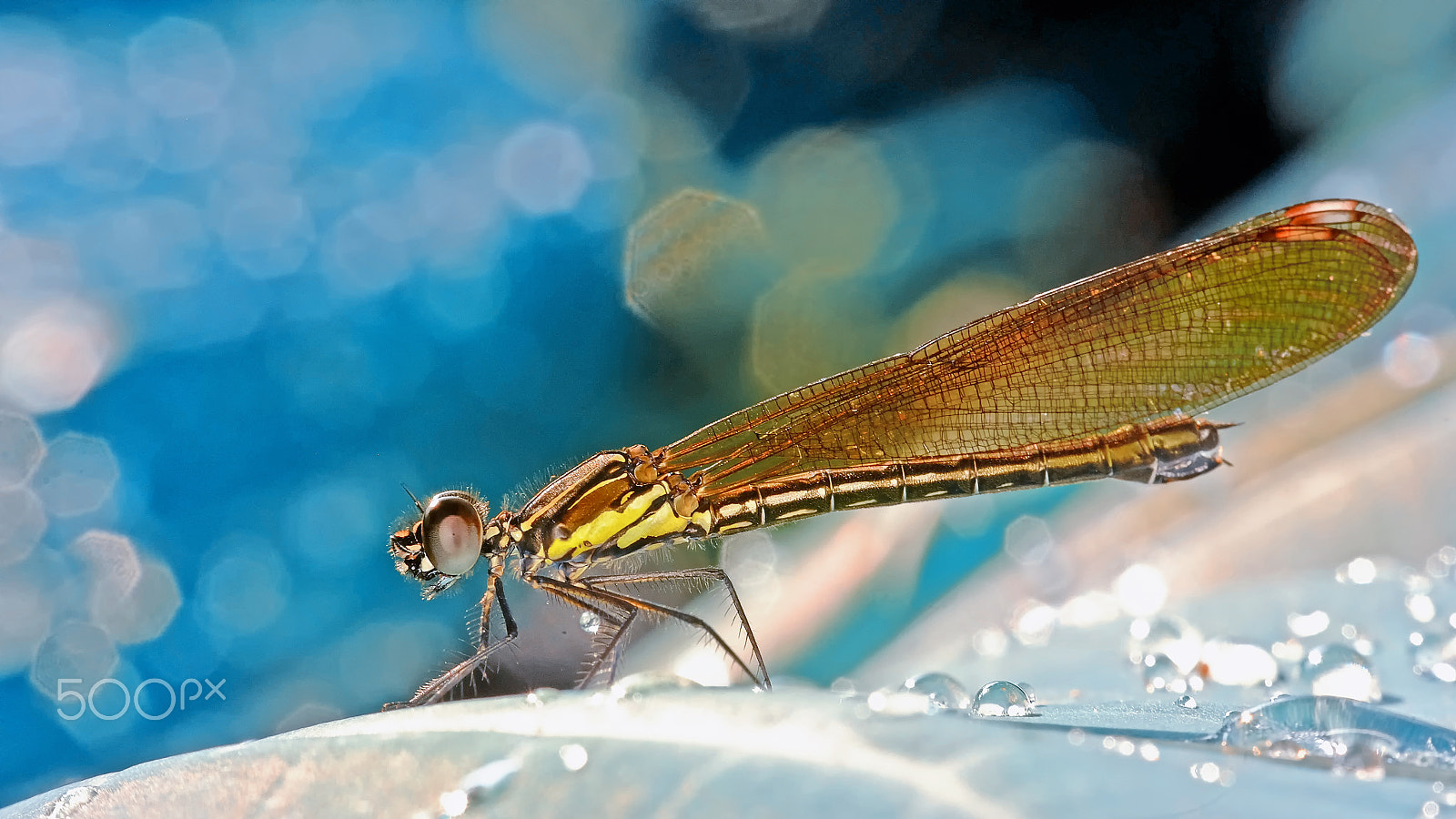 Fujifilm X-M1 + Fujifilm XC 50-230mm F4.5-6.7 OIS II sample photo. Resting damselfly photography