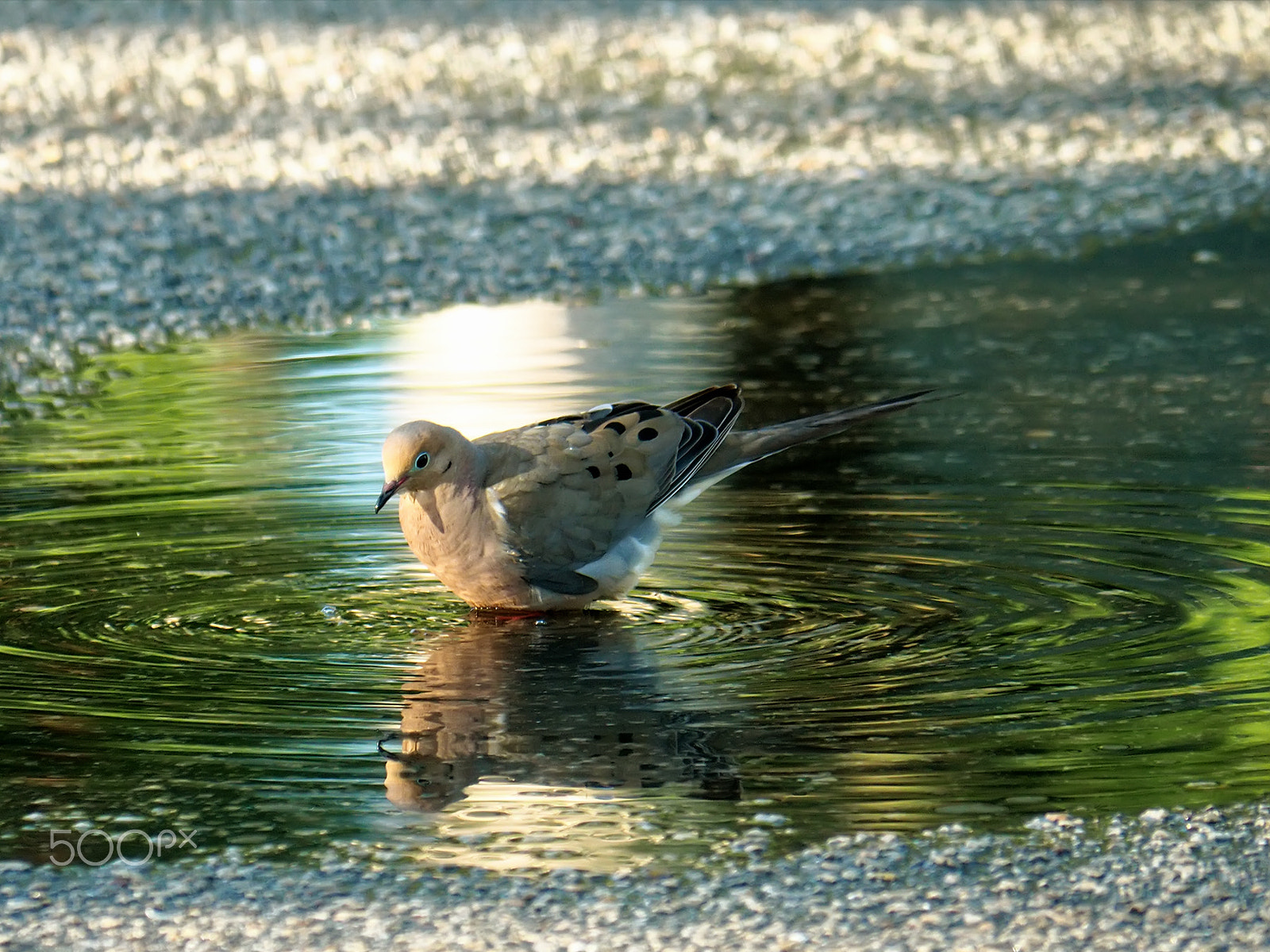 Olympus OM-D E-M10 sample photo. Mirror mirror on the ground am i not the prettiest dove in town photography