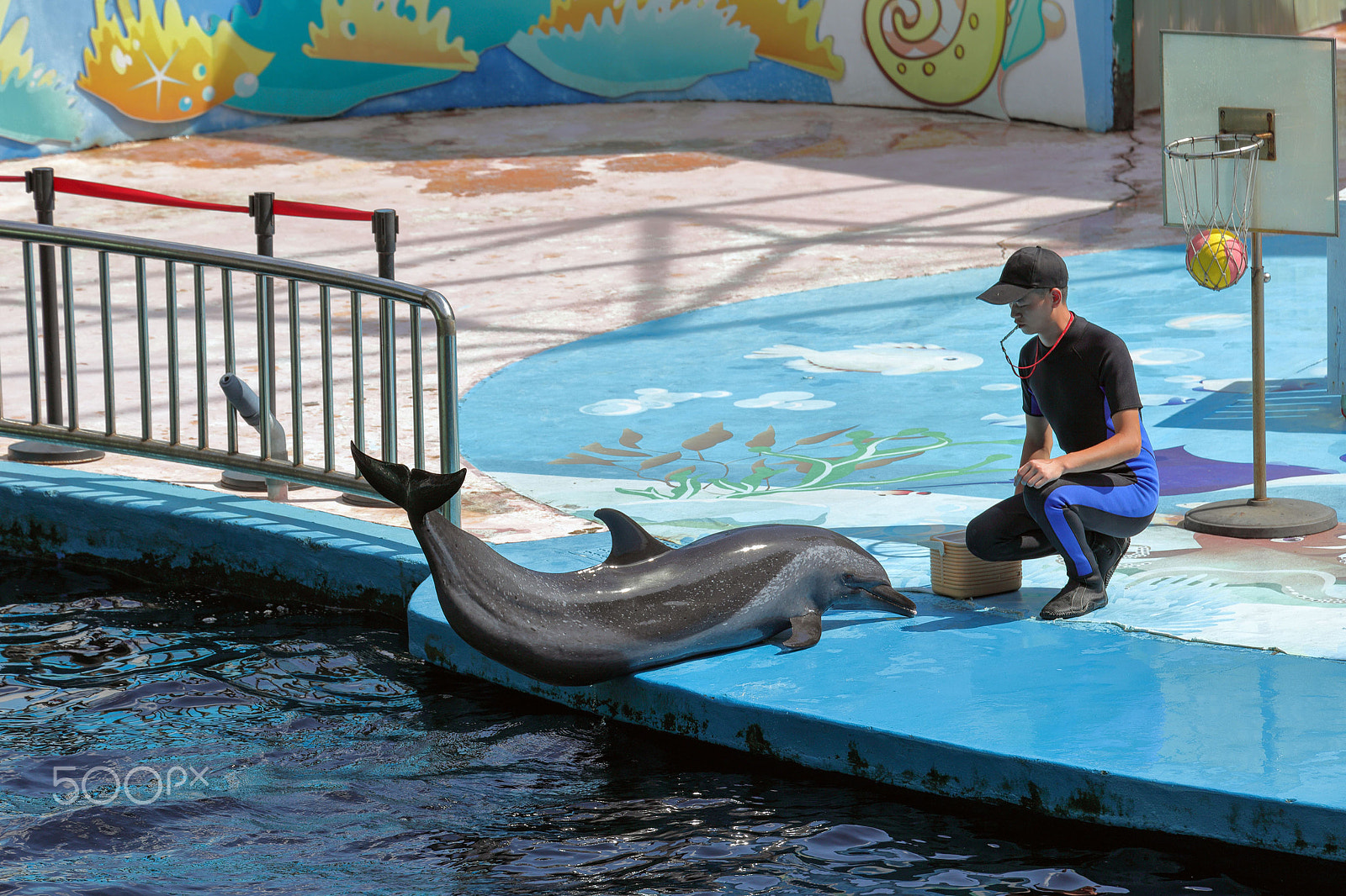 Canon EOS 5DS + Canon EF 70-300mm F4-5.6L IS USM sample photo. Dolphin show photography