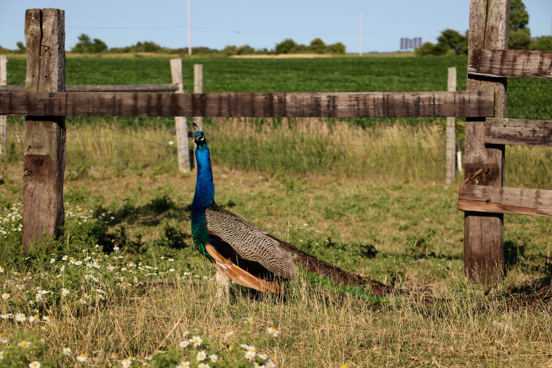 Canon EOS 760D (EOS Rebel T6s / EOS 8000D) sample photo. I found a peacock on a farm. photography