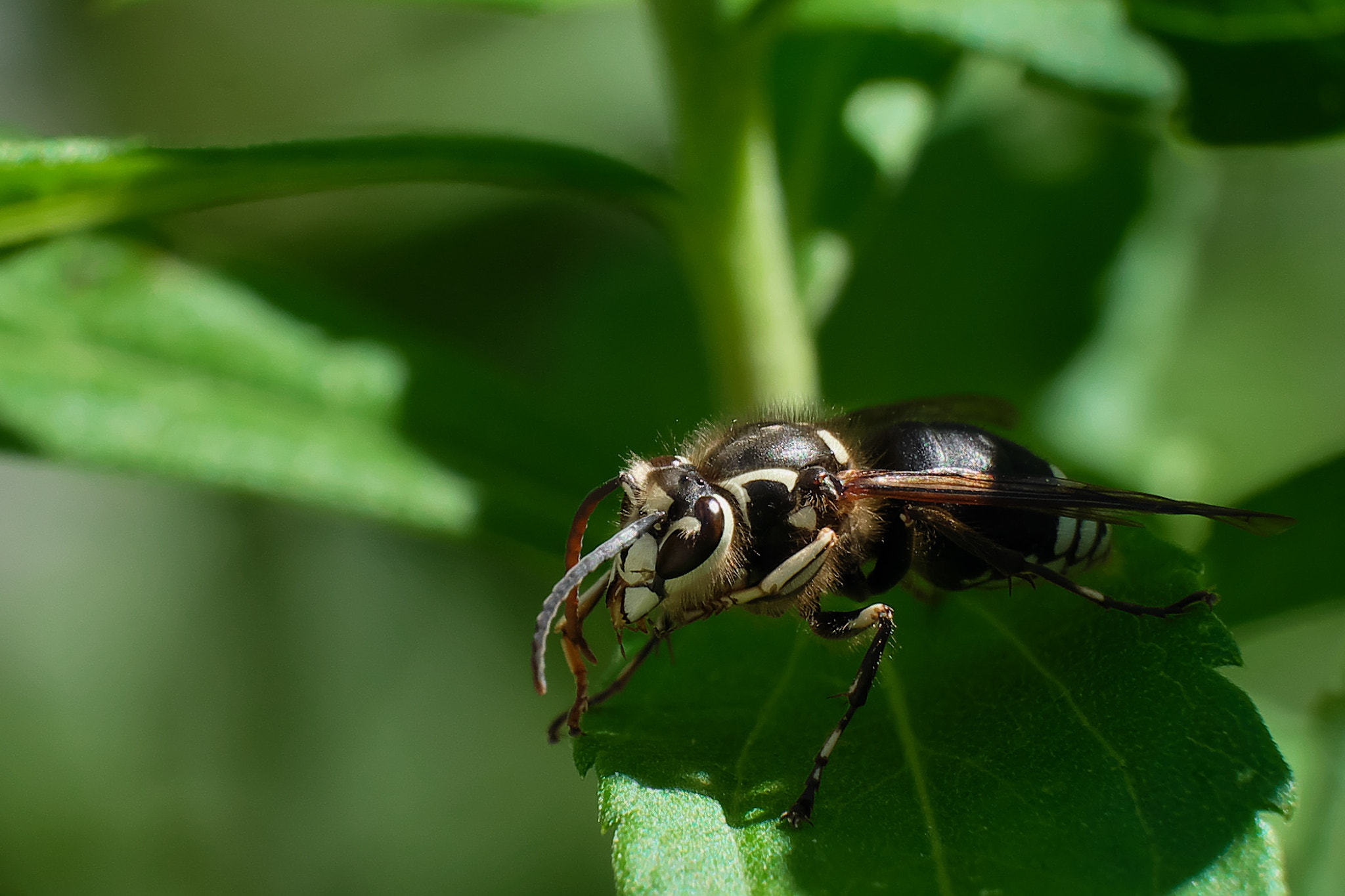 Fujifilm X-A1 + Fujifilm XF 55-200mm F3.5-4.8 R LM OIS sample photo. Bald-faced hornet 2015.08.23 photography