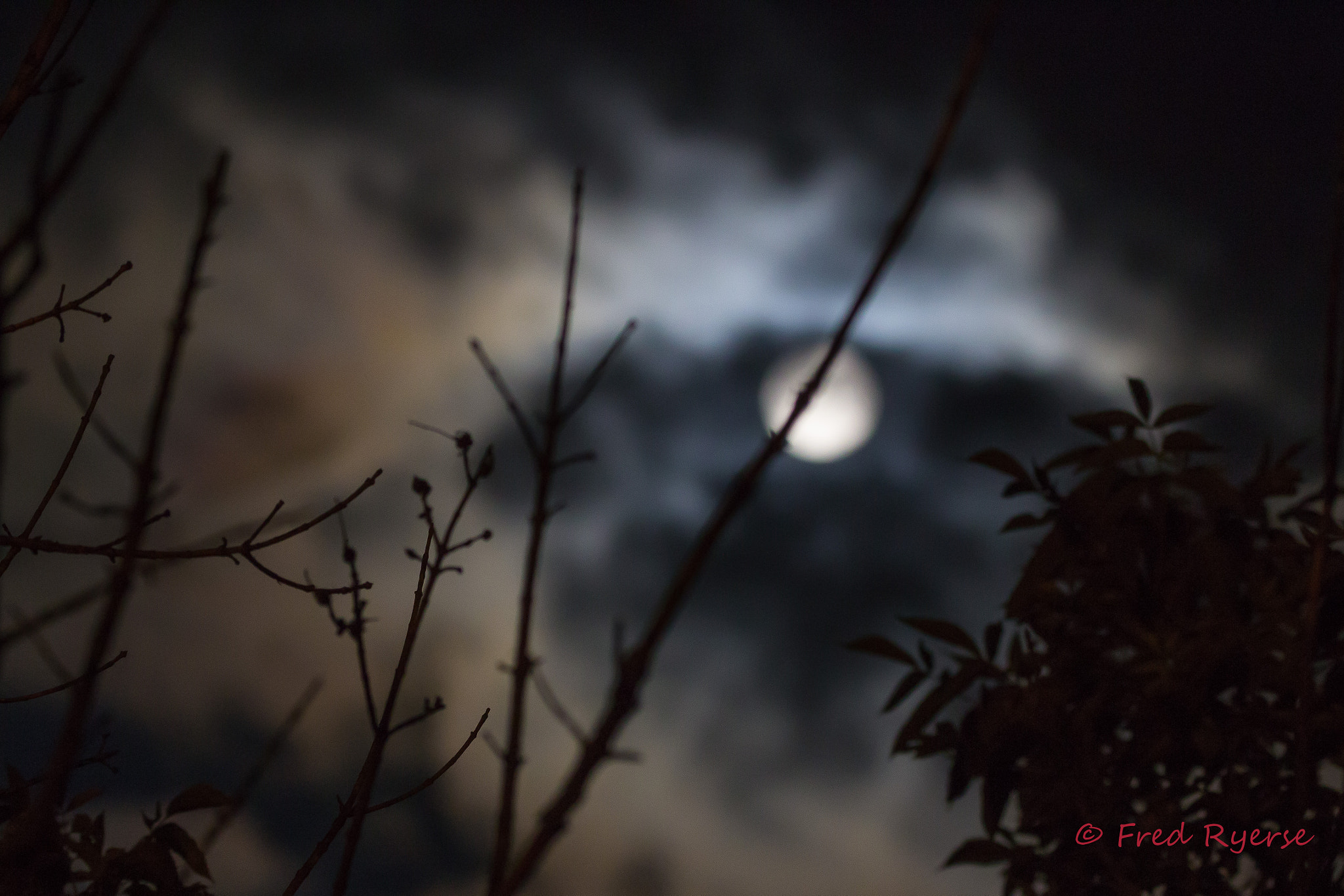 Tamron SP 150-600mm F5-6.3 Di VC USD sample photo. Moon through the branches photography