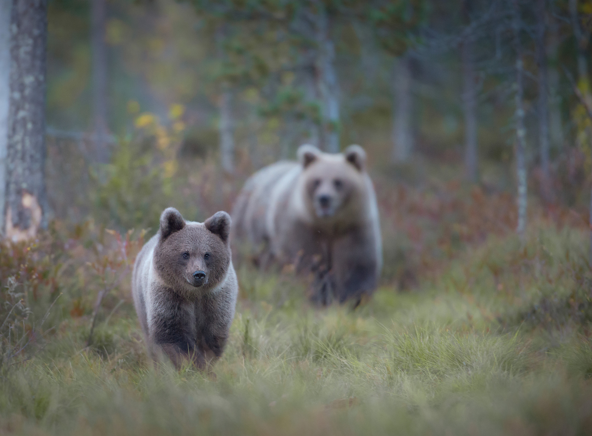 Nikon D800E + Nikon AF-S Nikkor 600mm F4D ED-IF II sample photo. Bear cub and protection photography