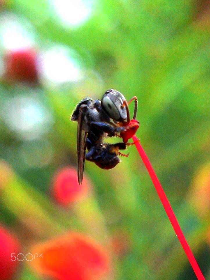 ASUS ZenFone 4 (A400CG) sample photo. Klanceng bee photography
