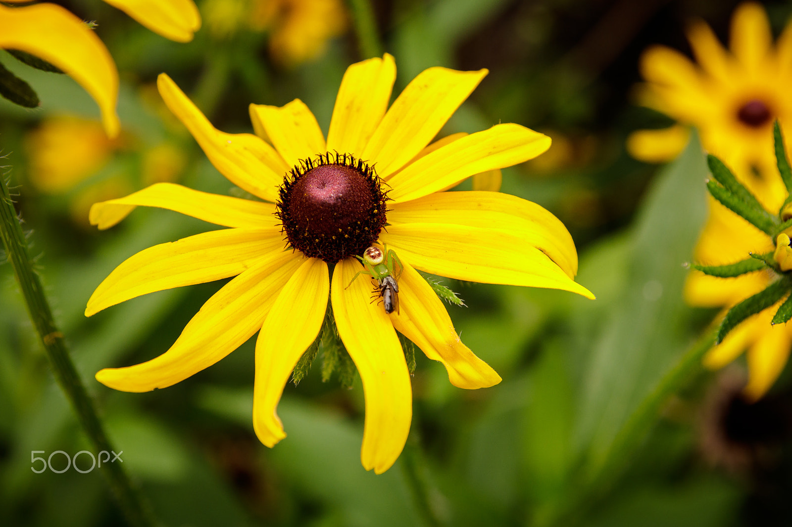Tamron SP AF 17-50mm F2.8 XR Di II LD Aspherical (IF) sample photo. Little war on the flower photography
