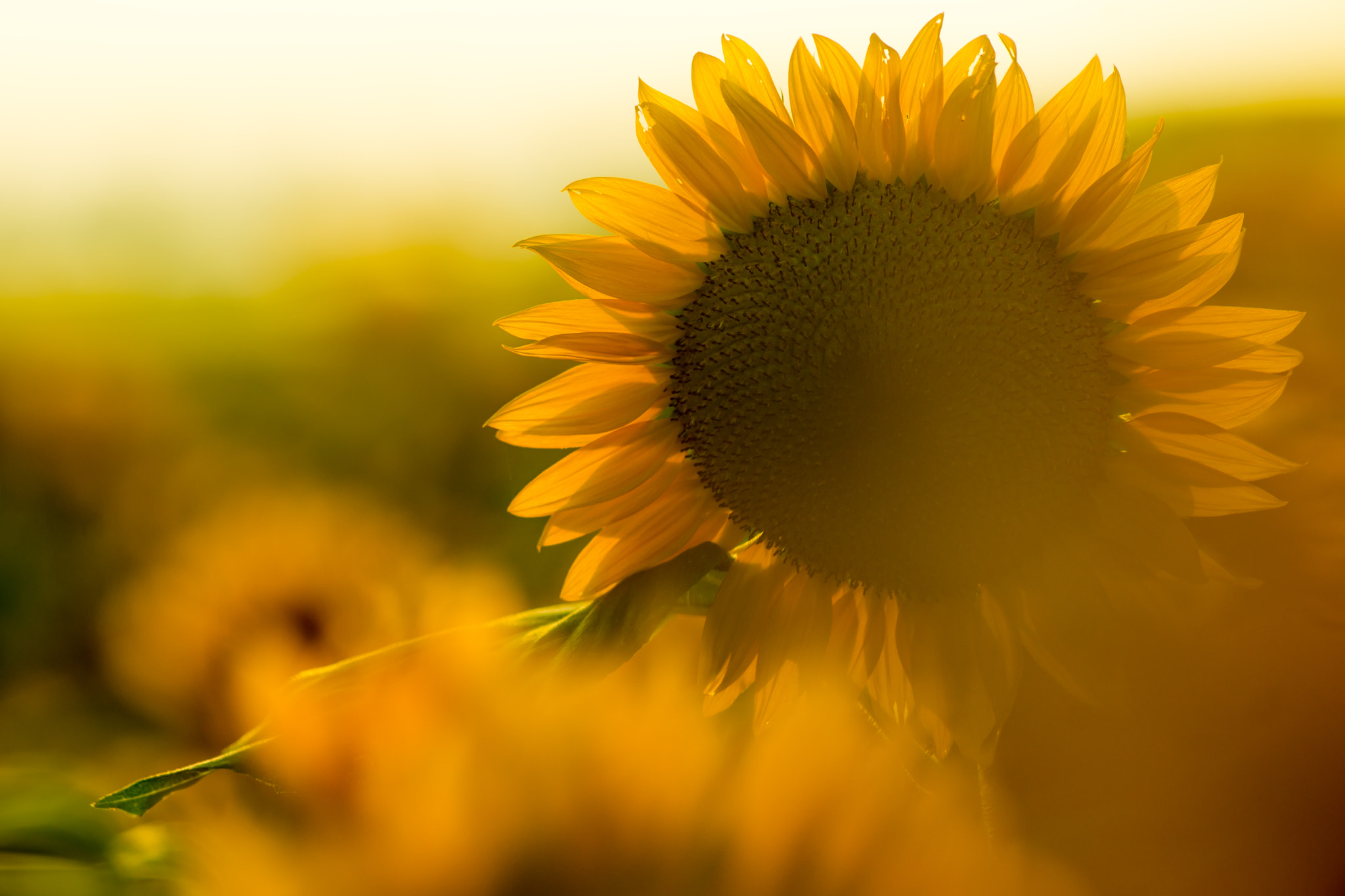 Sony SLT-A99V sample photo. Burn sunflower photography