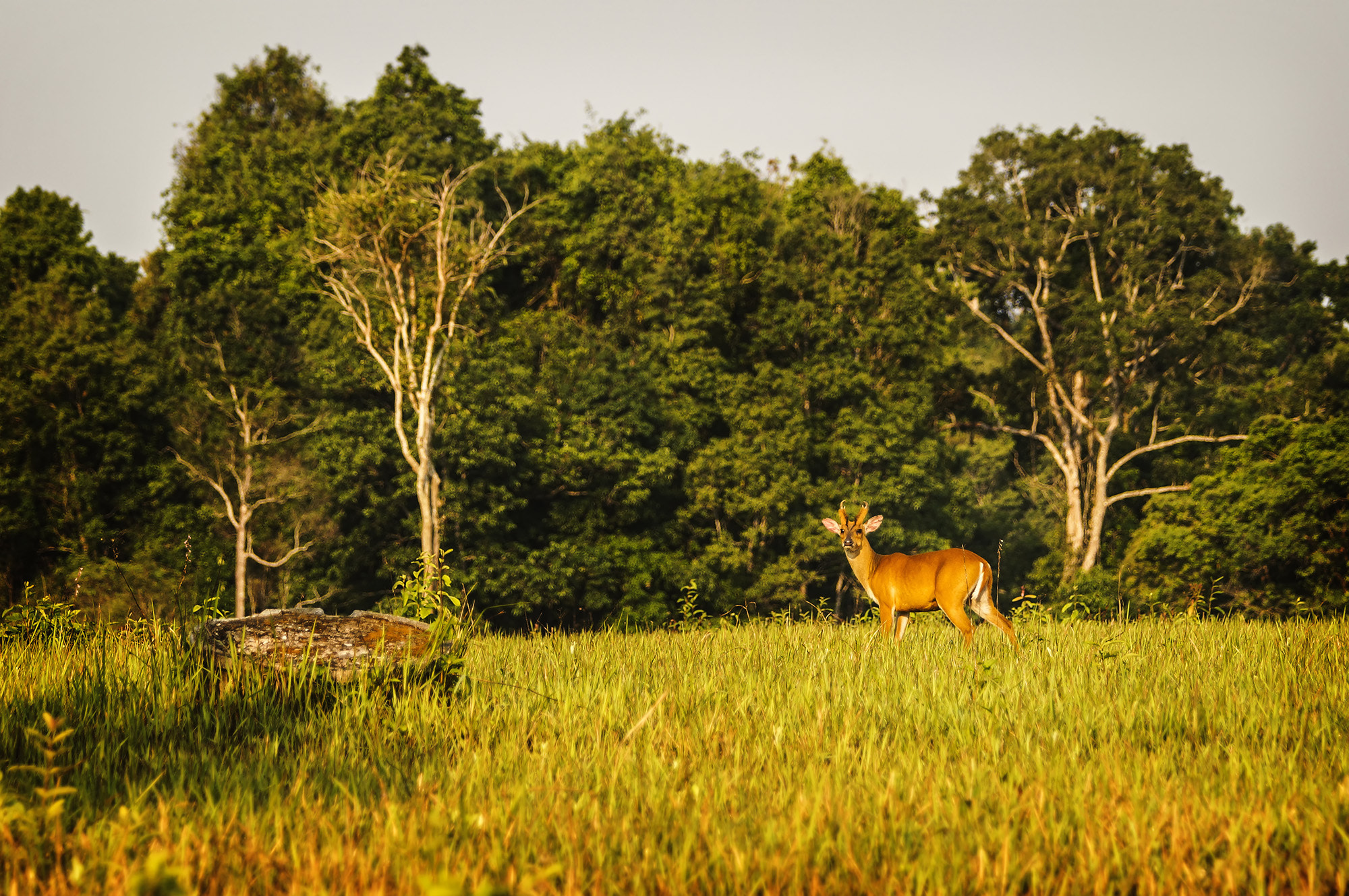 Sony SLT-A57 + Sony 70-400mm F4-5.6 G SSM sample photo. Indian muntjac / barking deer (male) photography