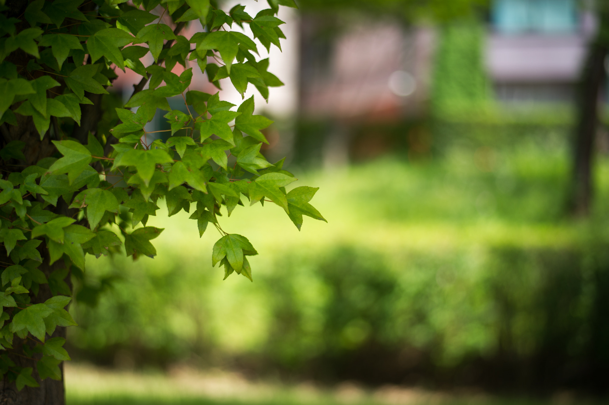 Nikon D3S + Nikon AF-S Nikkor 50mm F1.8G sample photo. Just a snap photography