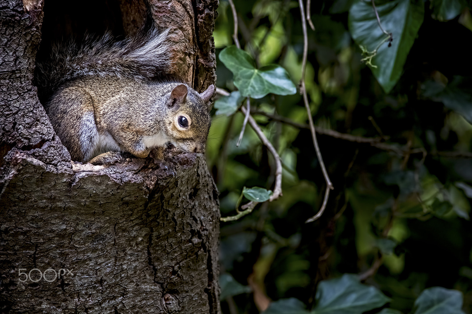 Canon EOS 5DS + 150-600mm F5-6.3 DG OS HSM | Contemporary 015 sample photo. Squirrel photography