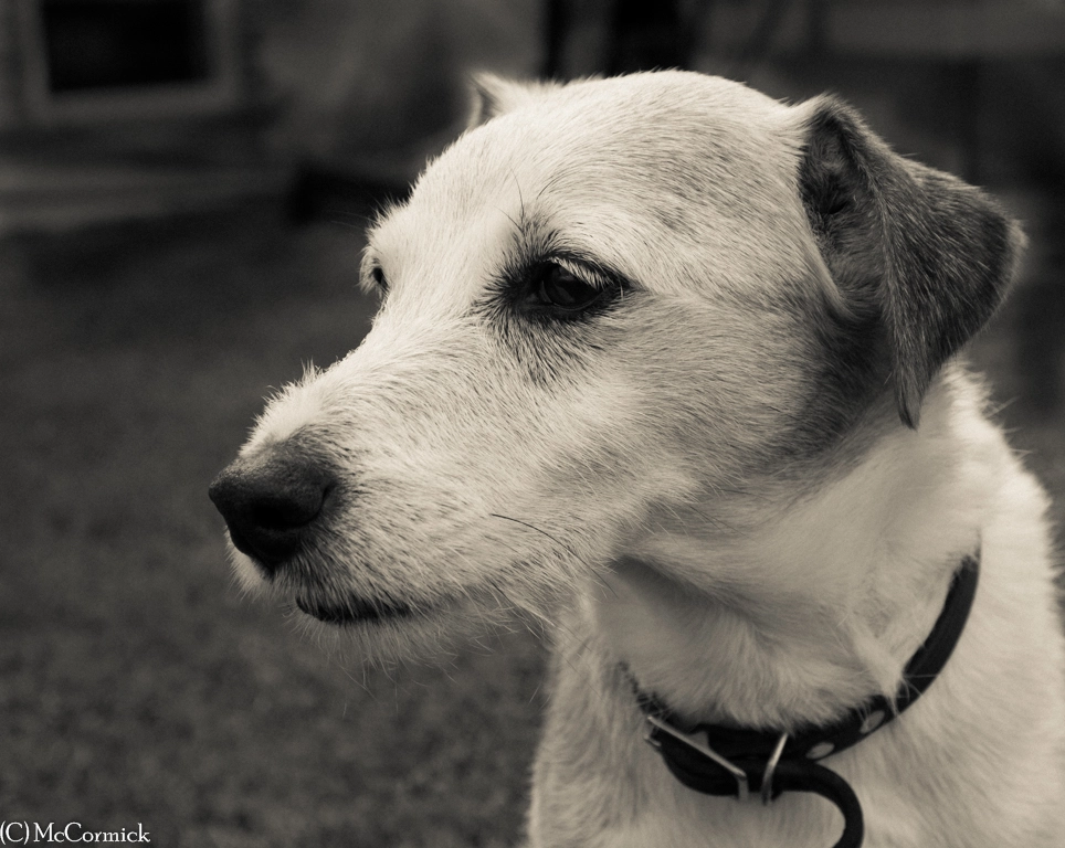 Olympus OM-D E-M1 sample photo. Whiskey photography