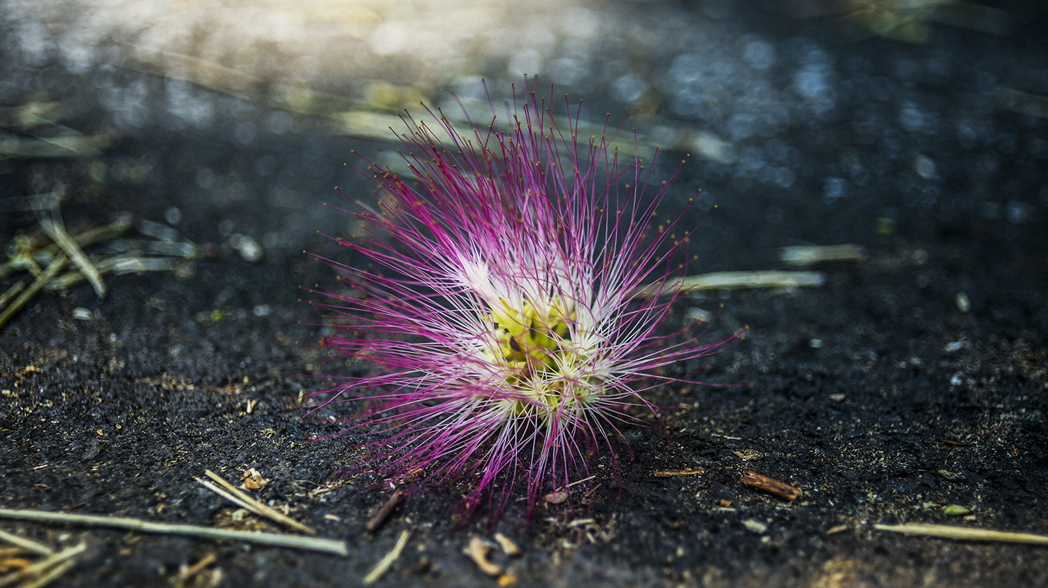 AF Zoom-Nikkor 28-80mm f/3.3-5.6G sample photo. .... photography