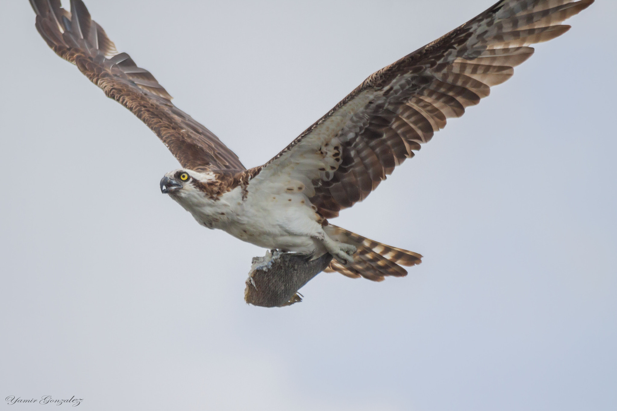 Canon EOS 50D + Canon EF 70-200mm F2.8L USM sample photo. Osprey with half of fish photography