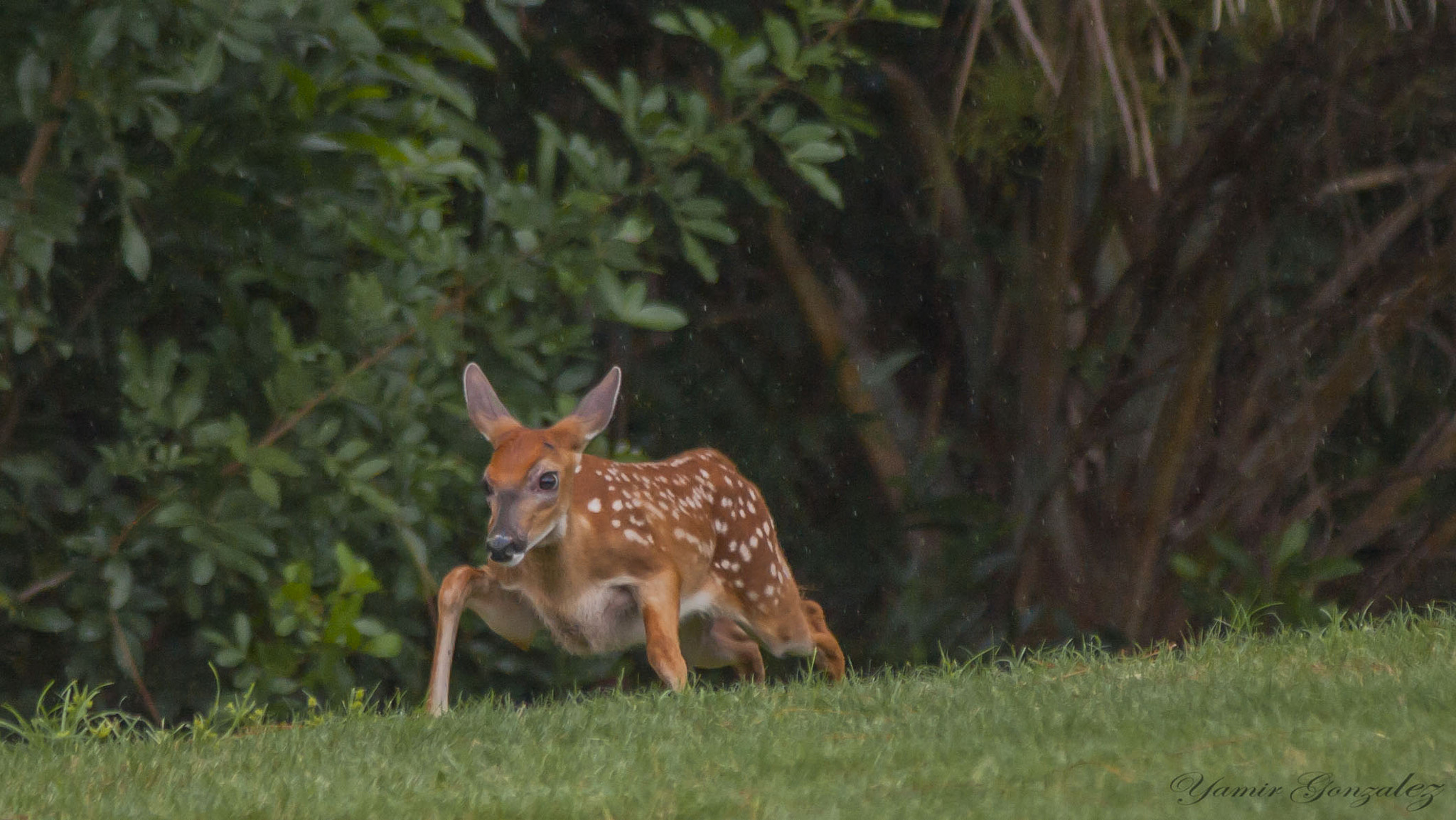 Canon EOS-1D Mark II sample photo. Deer photography