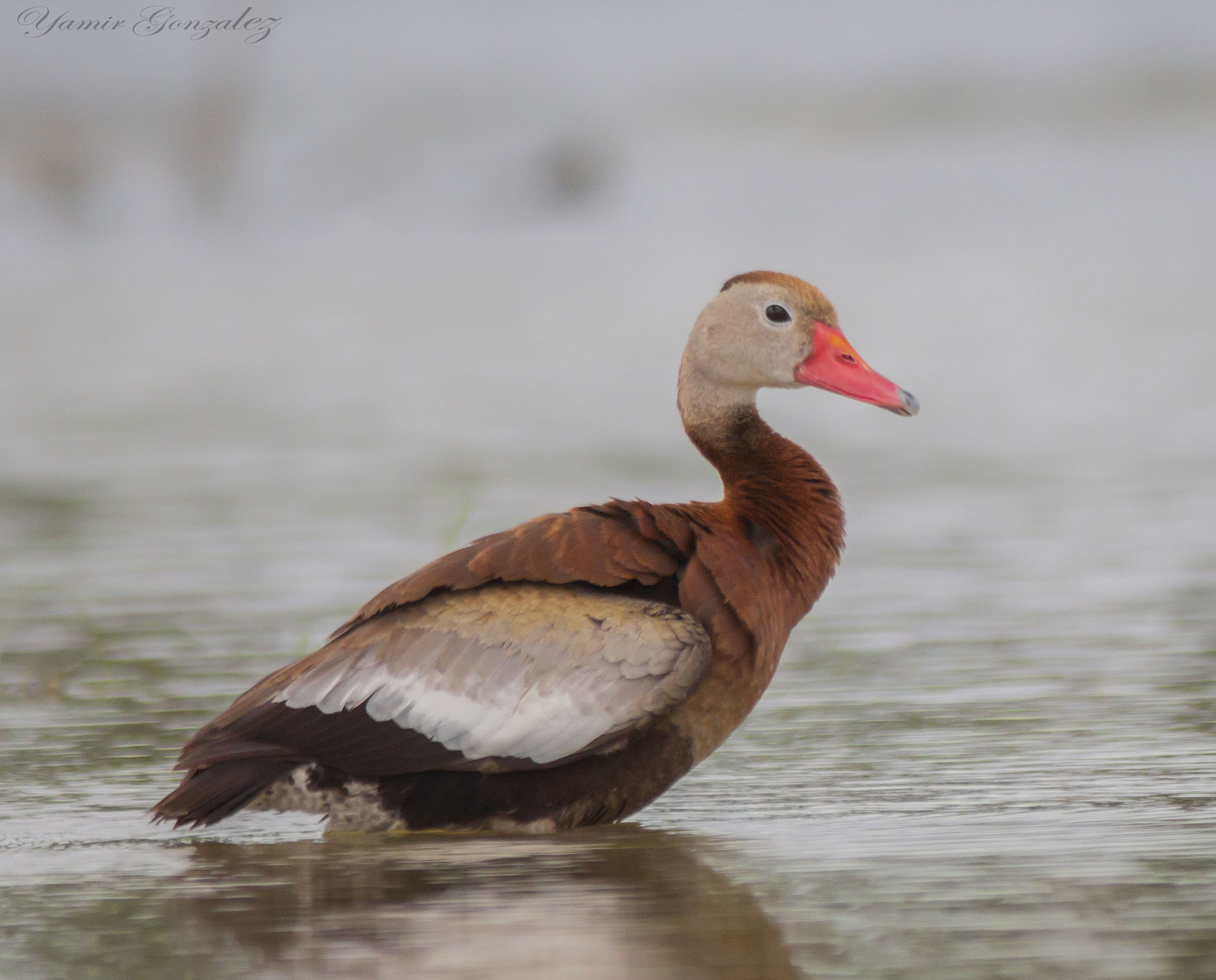 Canon EOS 50D + Canon EF 70-200mm F2.8L USM sample photo. Duck photography