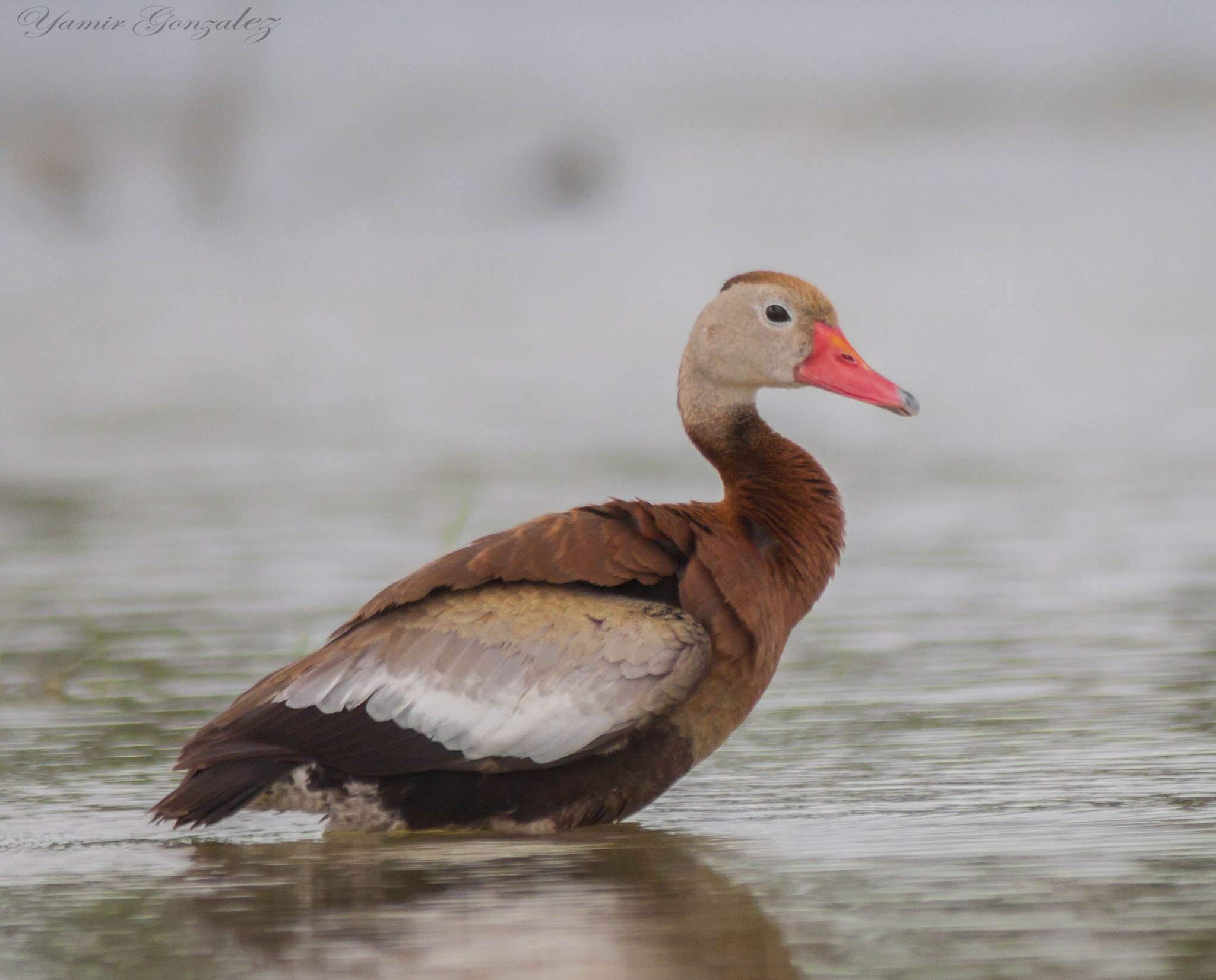 Canon EF 70-200mm F2.8L USM sample photo. Duck photography