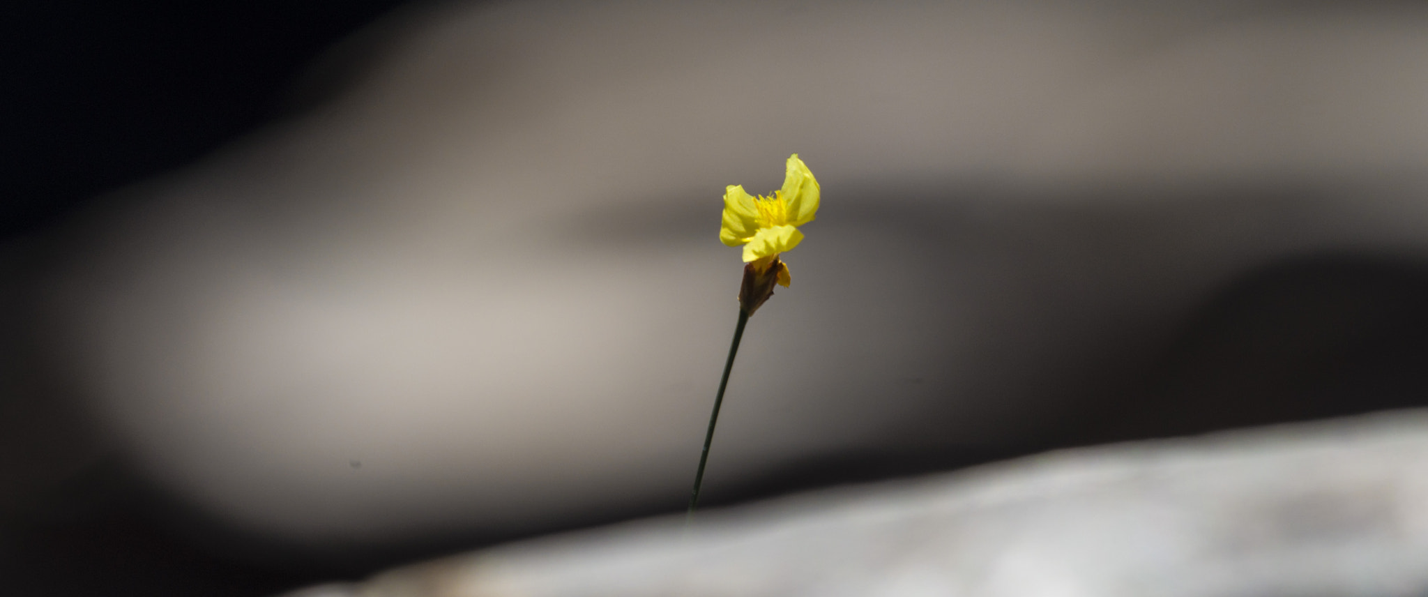 Sony 70-400mm F4-5.6 G SSM II sample photo. Leaning photography