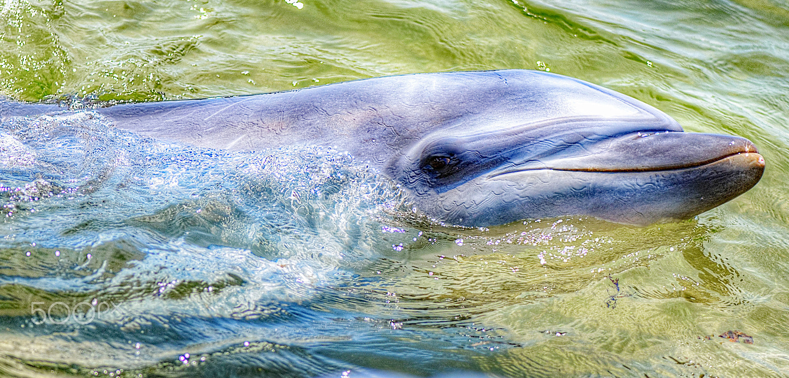 Nikon D200 sample photo. Dolphin coast in kobe japan 2 photography