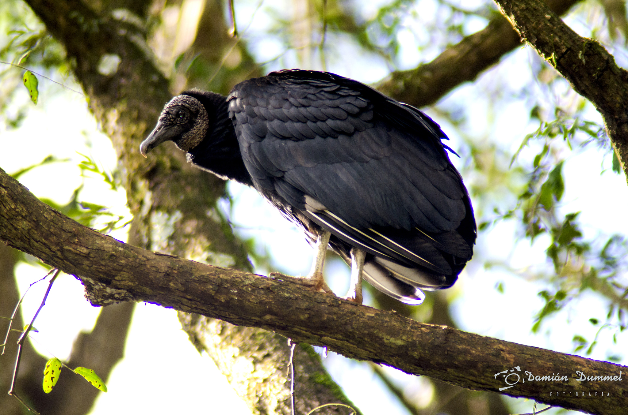 Tamron AF 200-400mm f/5.6 LD IF (75D) sample photo. Dsc_3911.jpg photography
