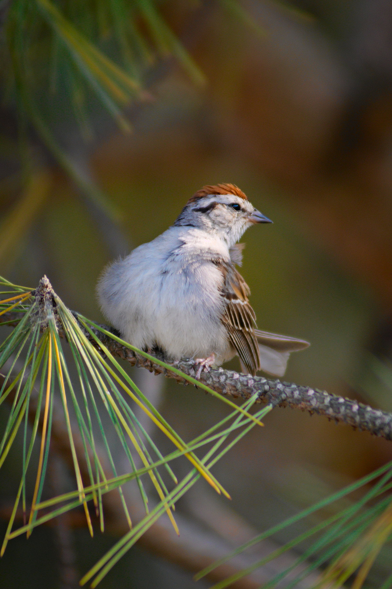 AF Zoom-Nikkor 80-200mm f/2.8 ED sample photo. Redhead photography