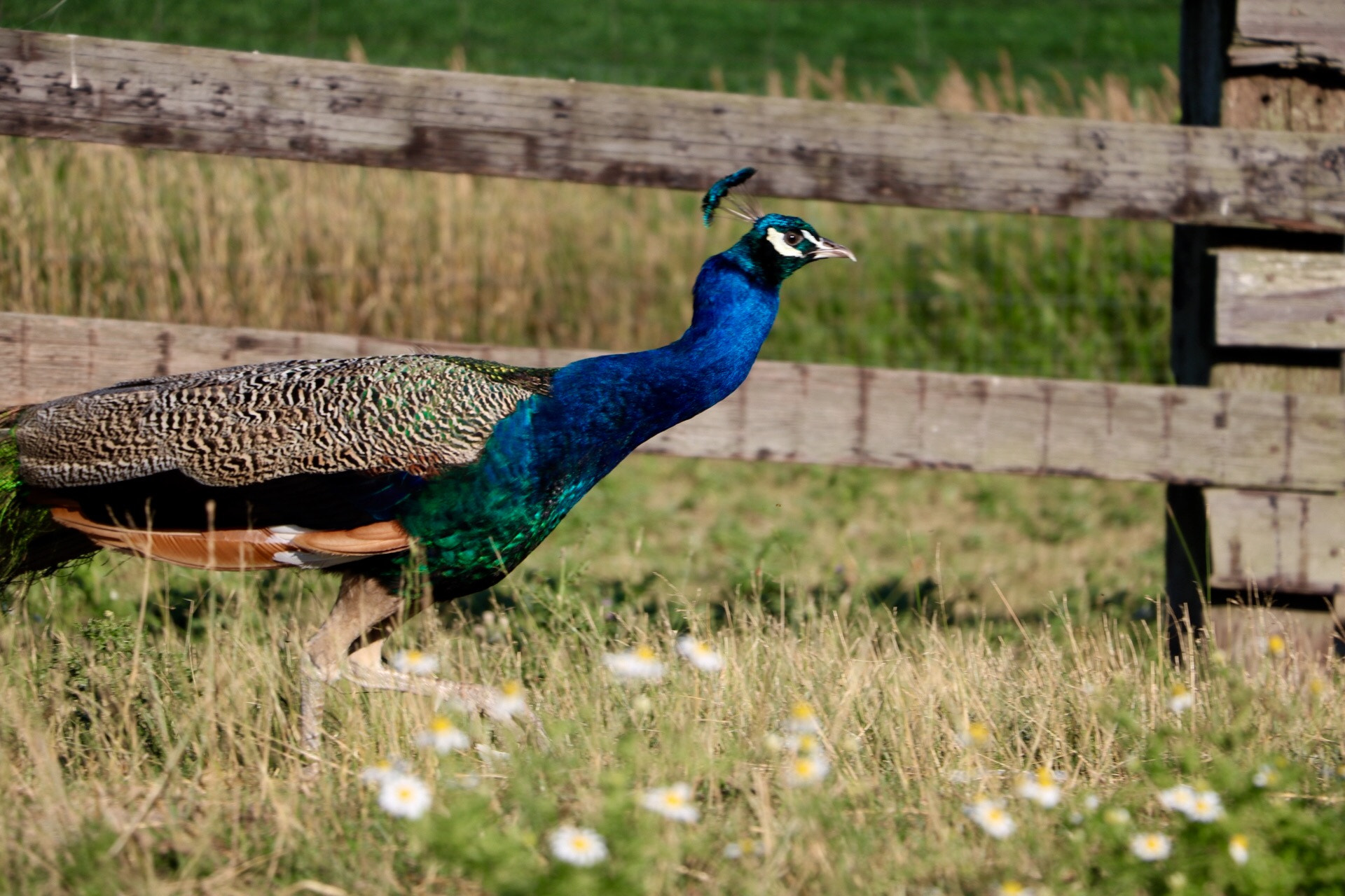 Canon EOS 760D (EOS Rebel T6s / EOS 8000D) sample photo. Peacock pt.2 photography