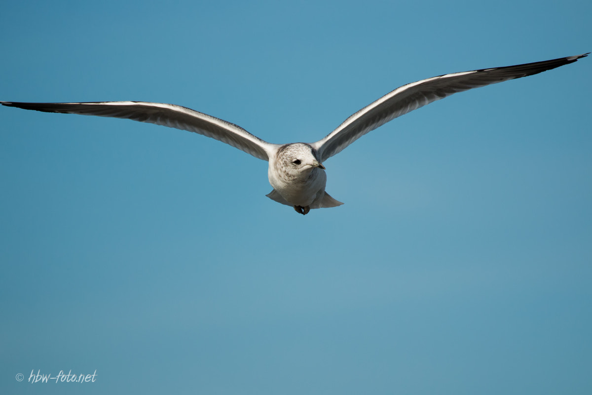 Canon EF 100-400mm F4.5-5.6L IS USM sample photo. Gull photography