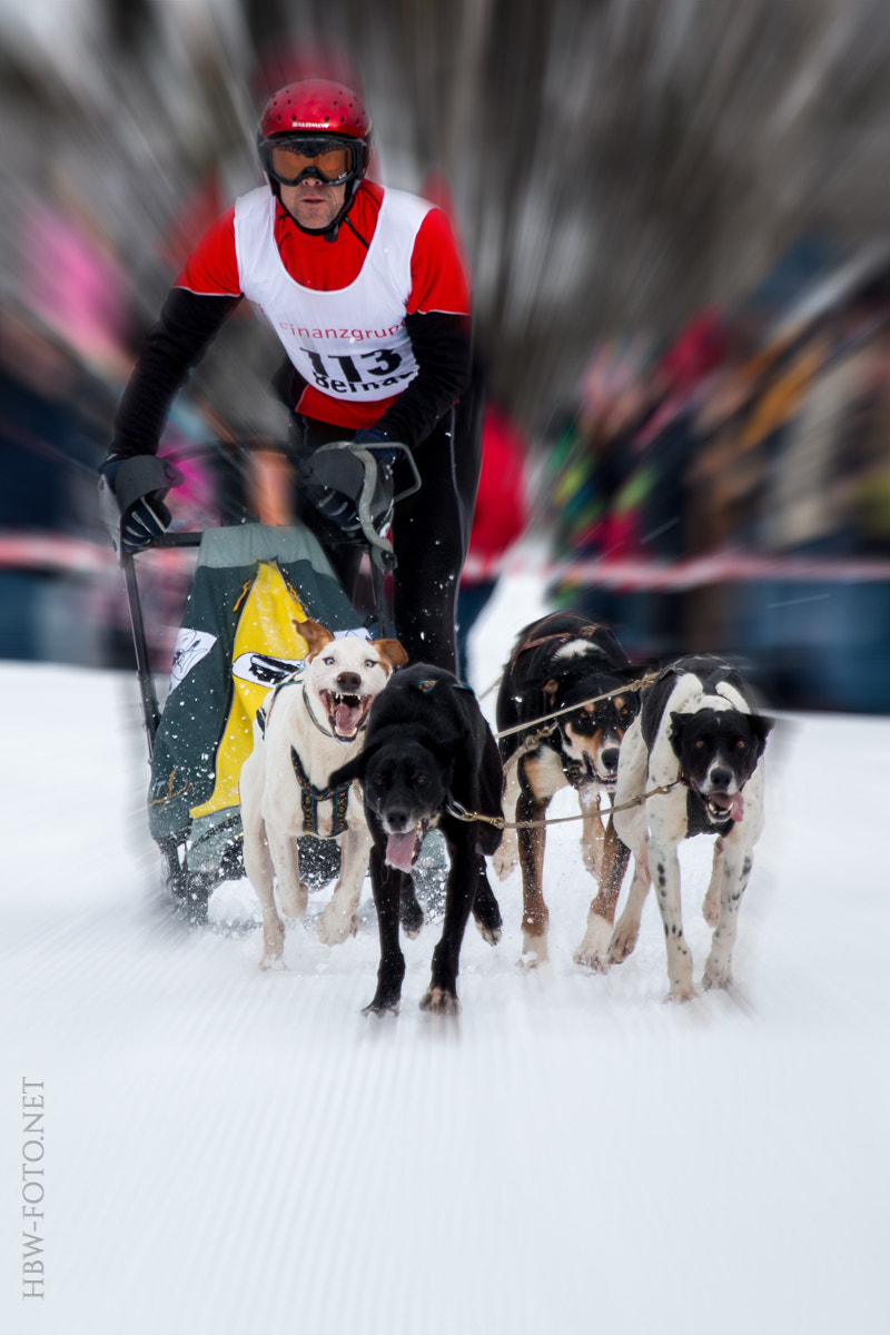 Canon EOS 70D + Canon EF 100-400mm F4.5-5.6L IS USM sample photo. Sledgedogs photography