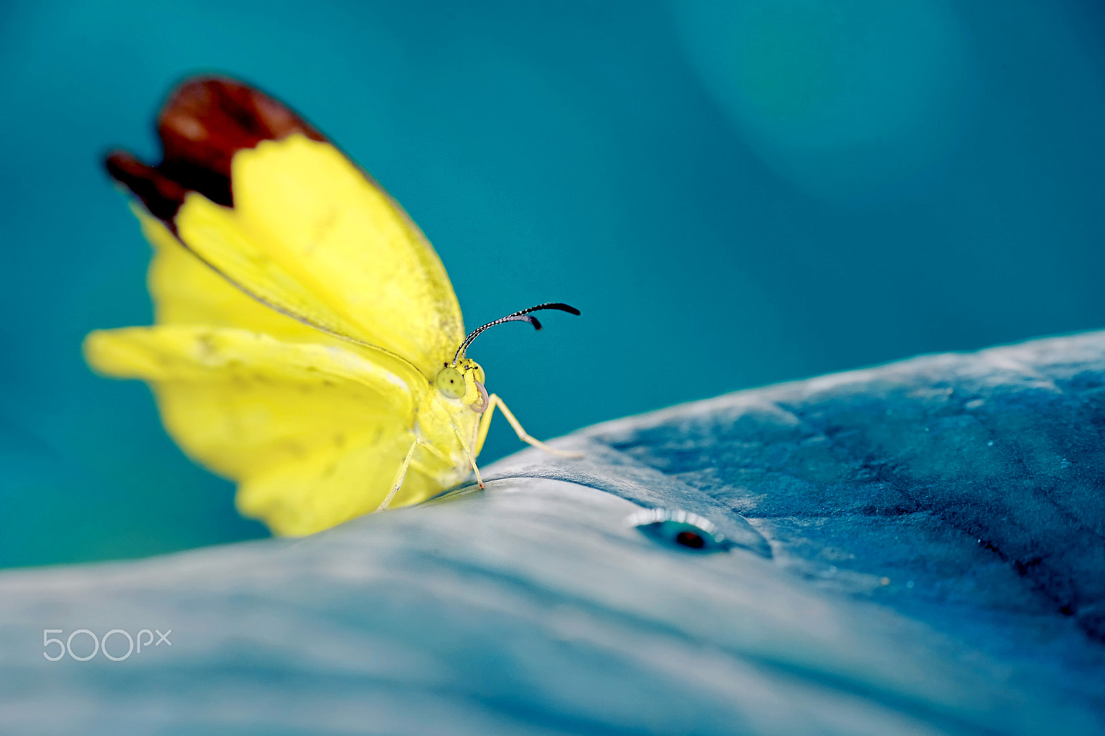 Fujifilm X-M1 + Fujifilm XC 50-230mm F4.5-6.7 OIS II sample photo. New start as butterfly photography