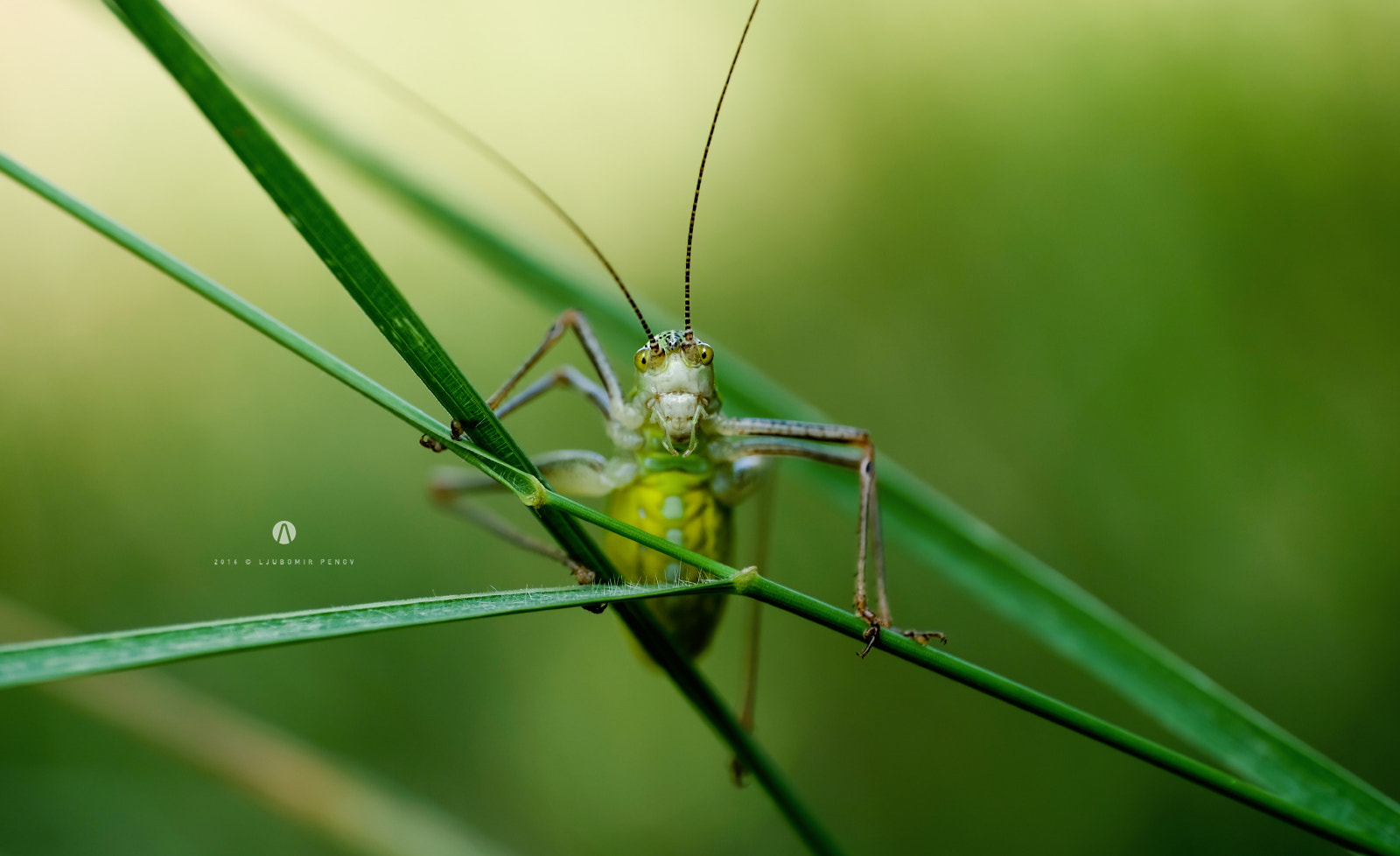 ZEISS Touit 50mm F2.8 sample photo. Grasshopper 5 photography