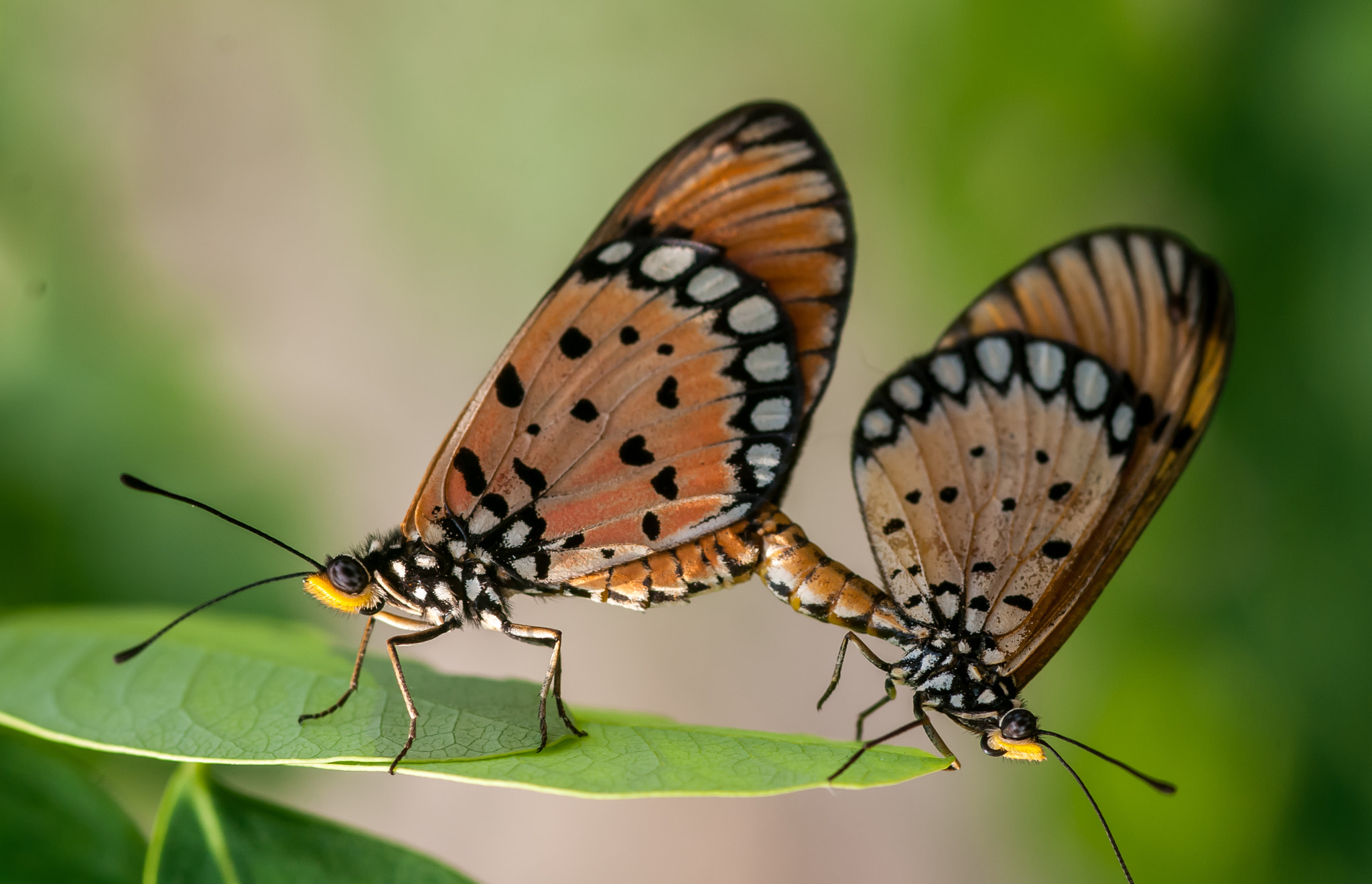 Nikon AF-S Micro-Nikkor 105mm F2.8G IF-ED VR sample photo. Having fun photography