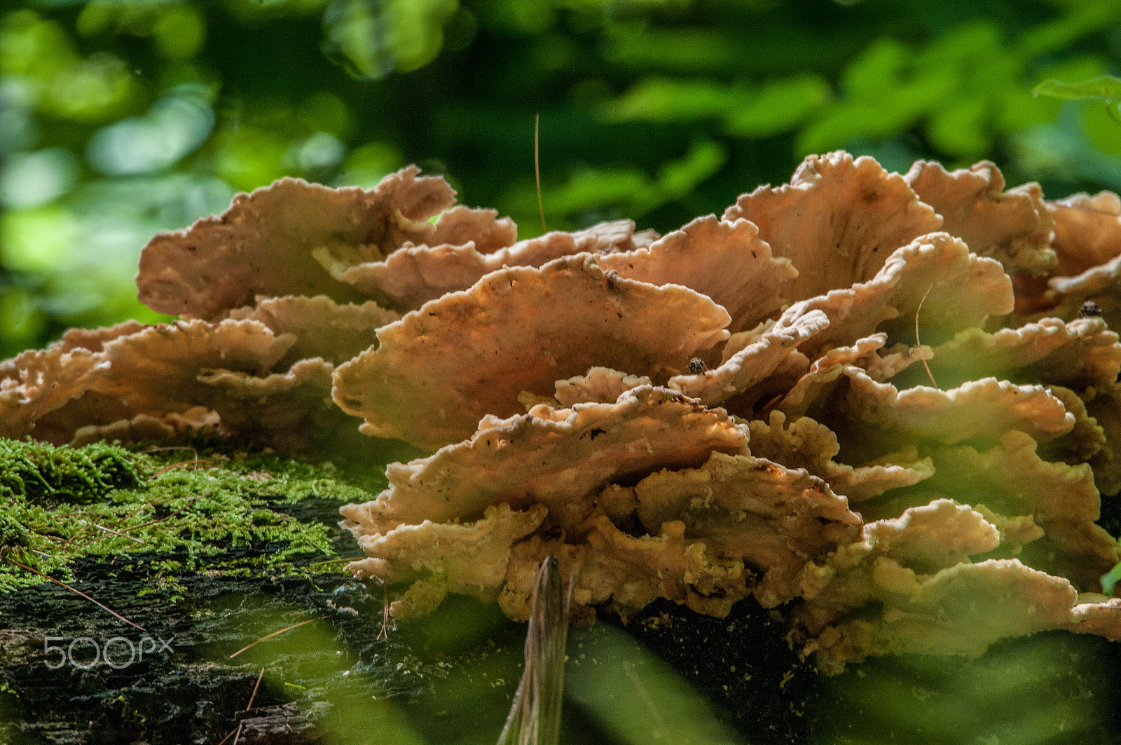 Nikon D300 + Sigma 150-600mm F5-6.3 DG OS HSM | S sample photo. Chicken of he woods on mossy oak tree. photography