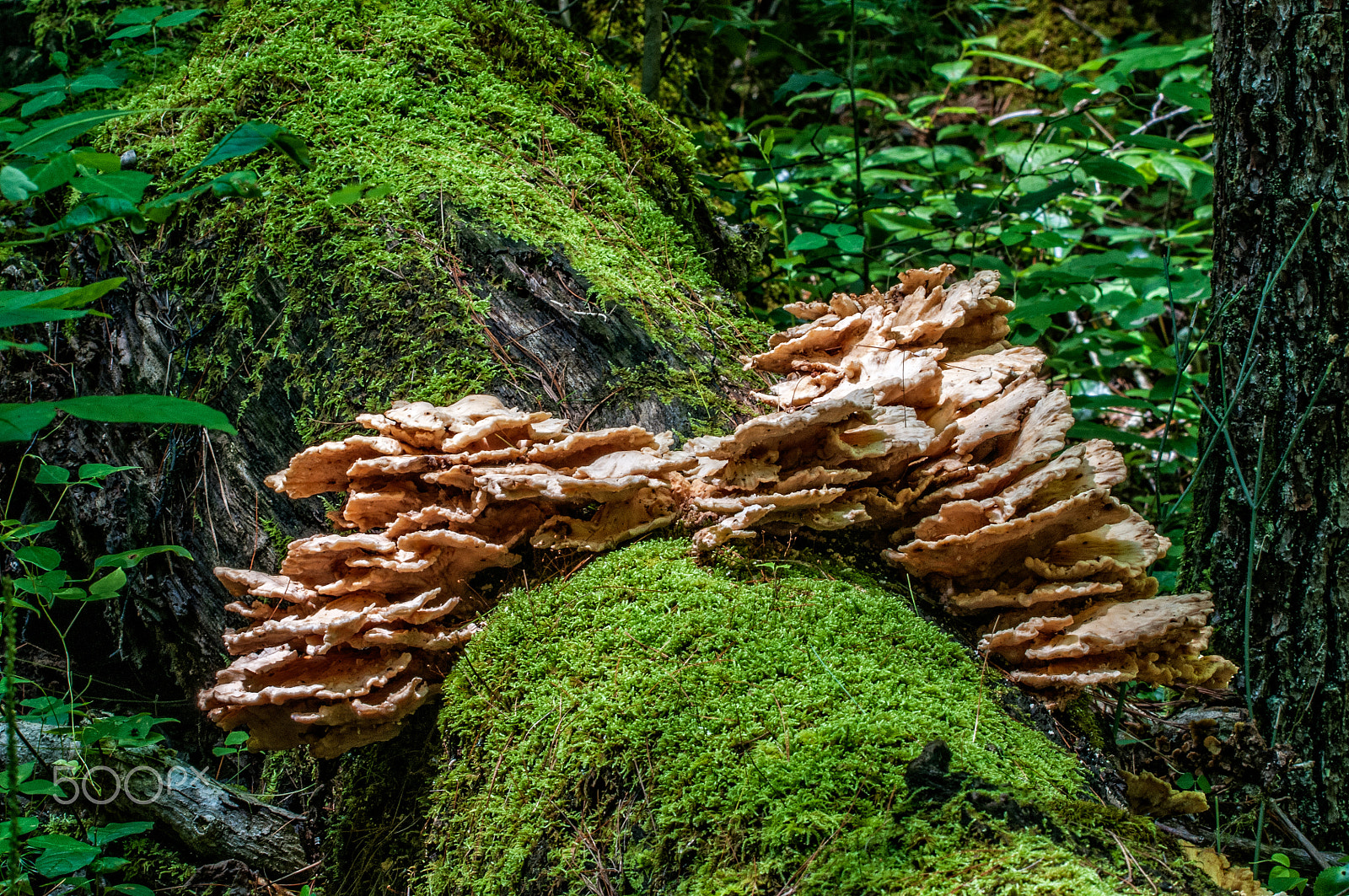 Nikon D300 + Sigma 150-600mm F5-6.3 DG OS HSM | S sample photo. Chicken of he woods on mossy oak tree. photography