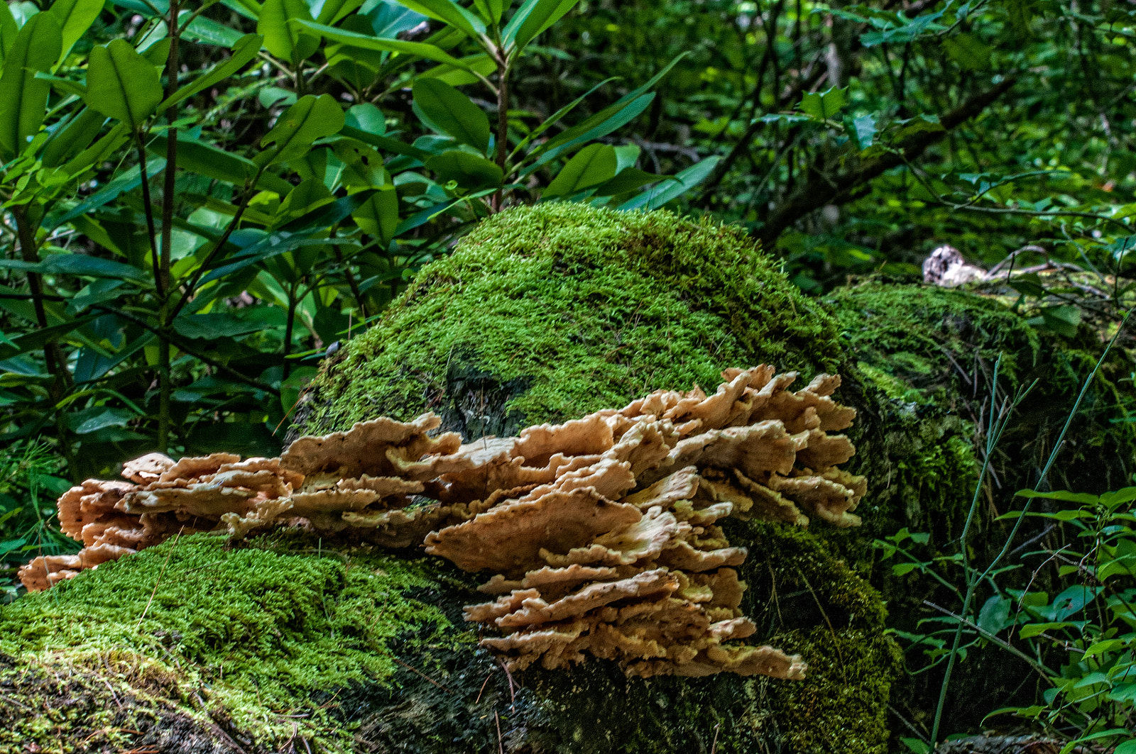Sigma 150-600mm F5-6.3 DG OS HSM | S sample photo. Chicken of he woods on mossy oak tree. photography