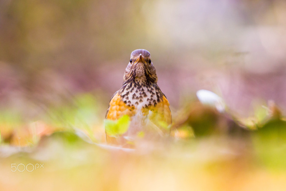 Canon EOS-1D Mark IV sample photo. Gray-backed thrush photography
