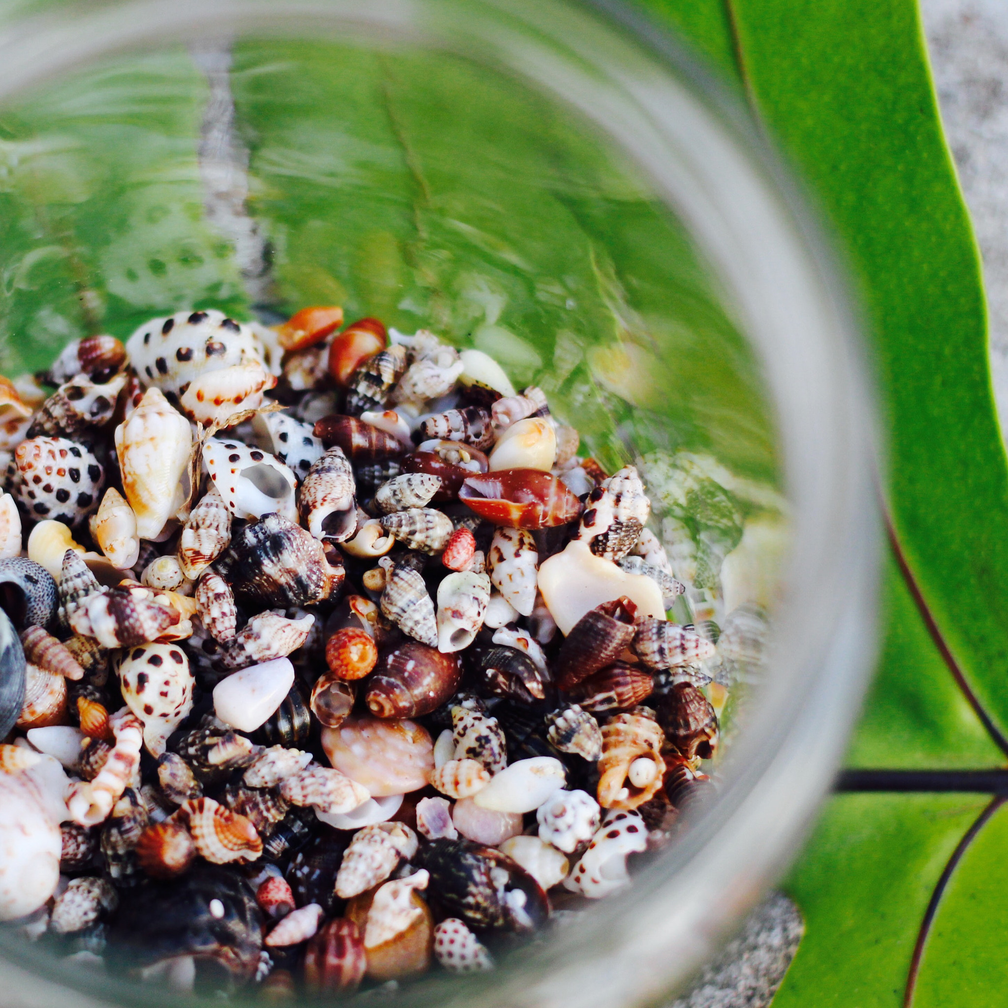 Canon EF 40mm F2.8 STM sample photo. Shell hunting photography