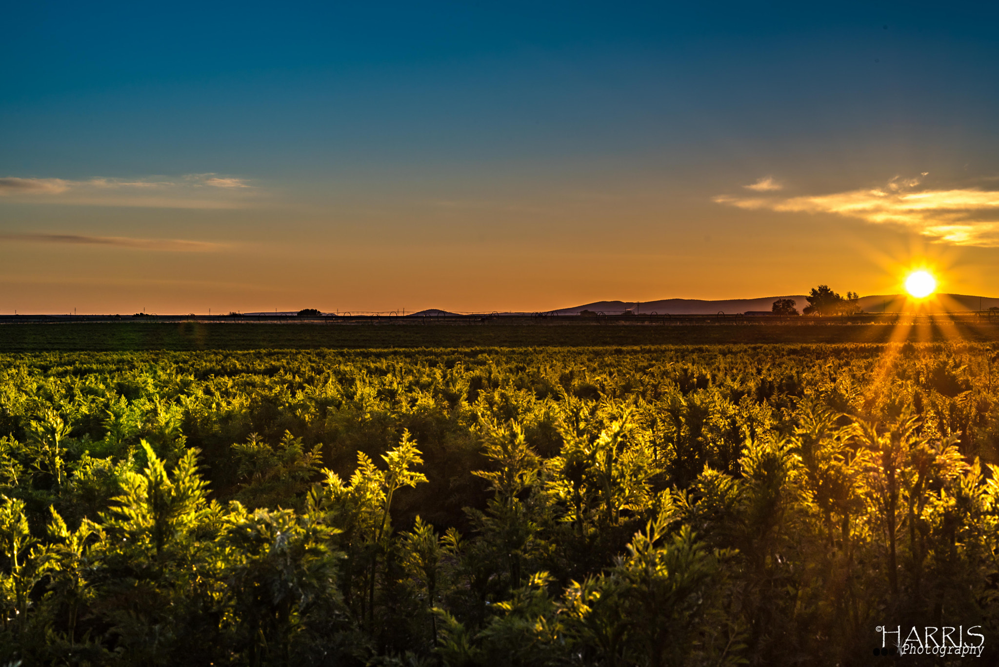 Nikon AF Micro-Nikkor 60mm F2.8D sample photo. Carrot seed field photography