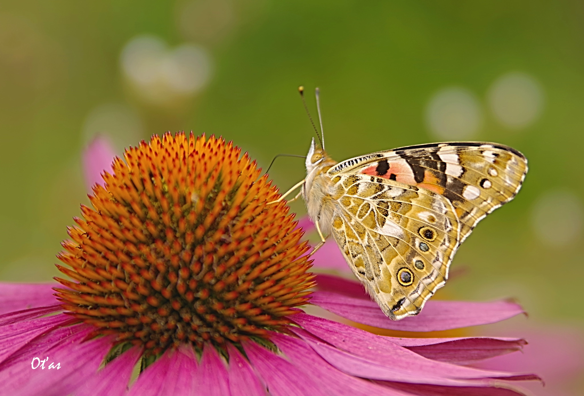 Pentax K-1 sample photo. Butterfly iv photography