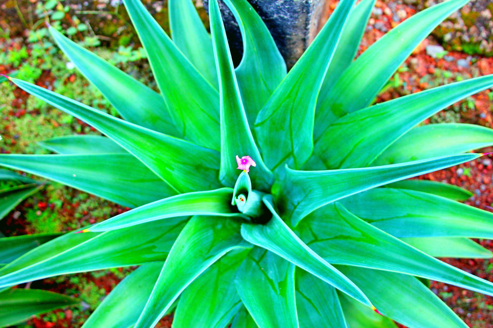 Canon EF 28-135mm F3.5-5.6 IS USM sample photo. Agave plant with solo pink flower photography