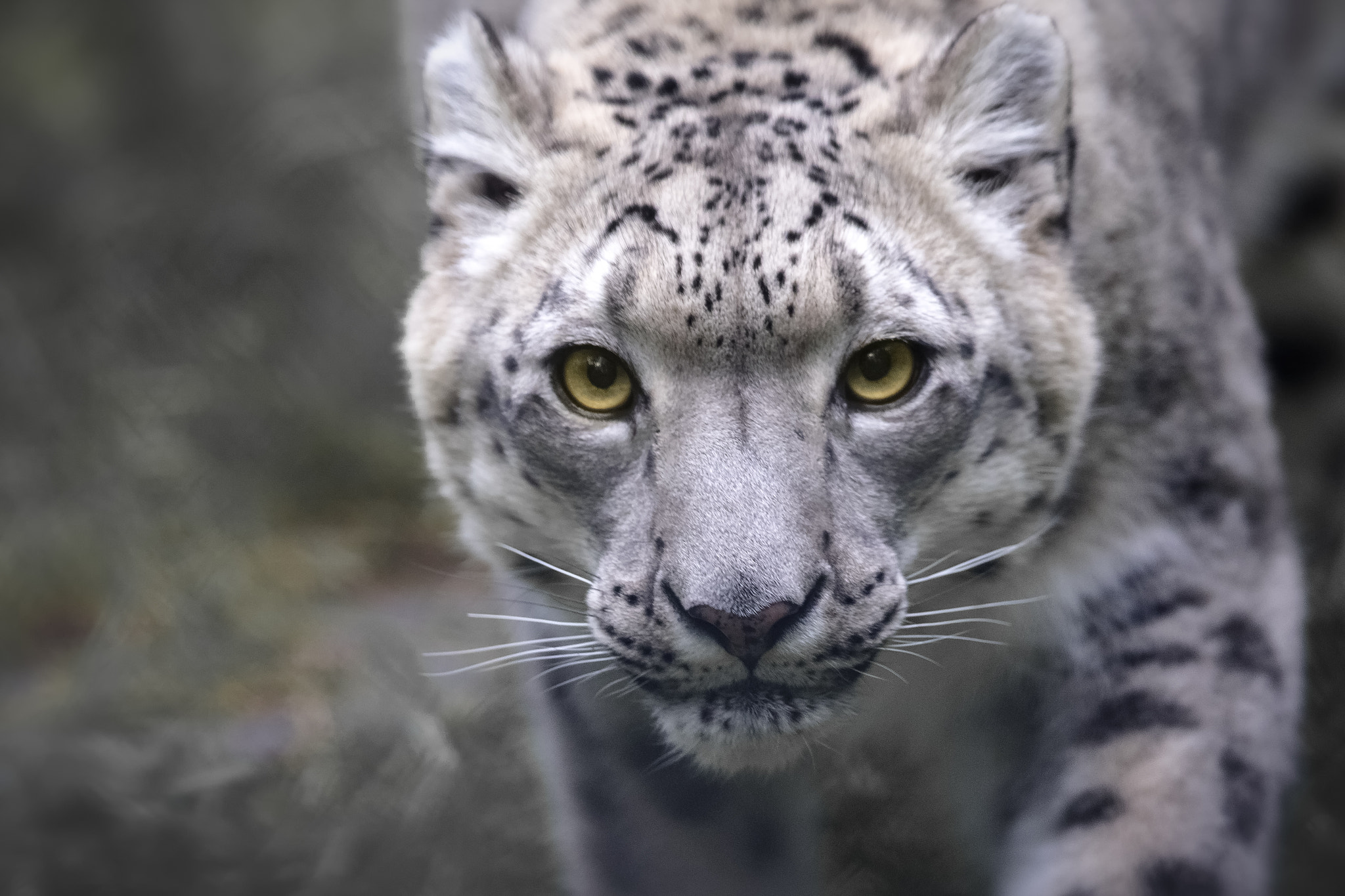Canon EF 300mm F2.8L IS II USM sample photo. Snow leopard photography