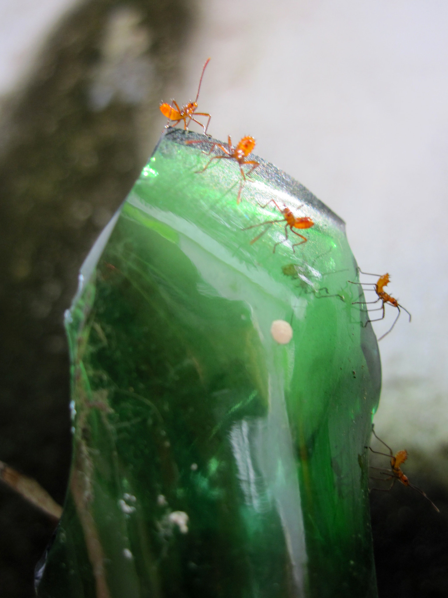Canon PowerShot SD780 IS (Digital IXUS 100 IS / IXY Digital 210 IS) sample photo. Ants photography