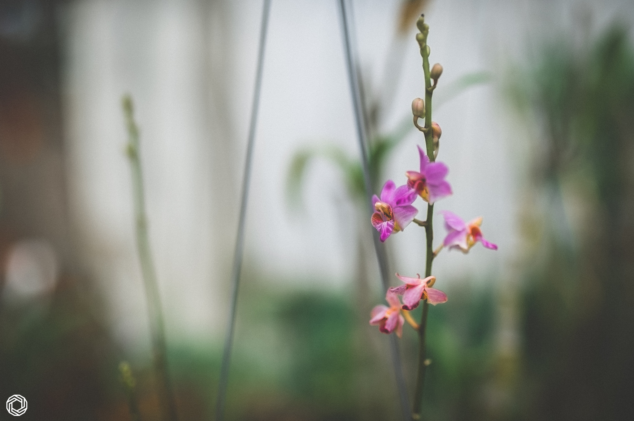 Nikon D3S + Sigma 35mm F1.4 DG HSM Art sample photo. Little orchids photography