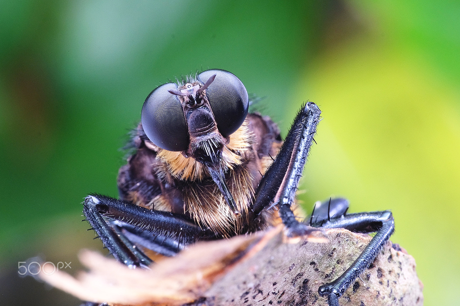 Fujifilm X-T1 + Fujifilm XC 50-230mm F4.5-6.7 OIS II sample photo. Microstylum oberthiiri photography