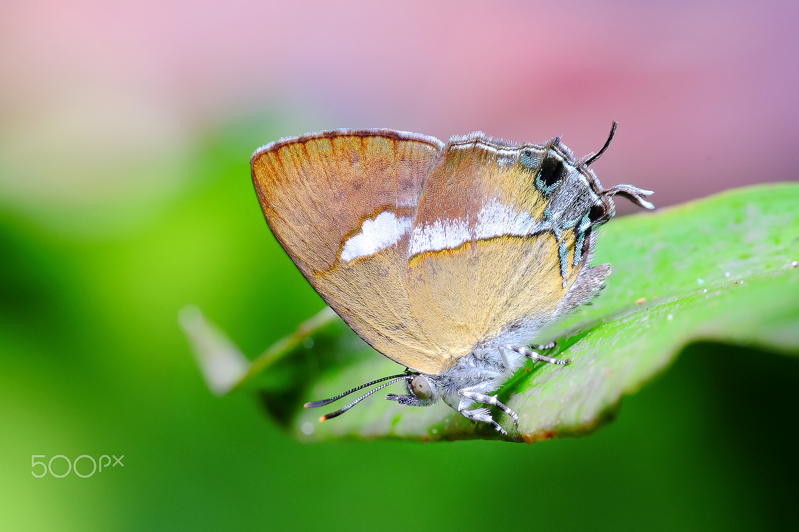 Fujifilm X-T1 + Fujifilm XC 50-230mm F4.5-6.7 OIS II sample photo. Horaga albimacula triumphalis murayama & shibatani photography