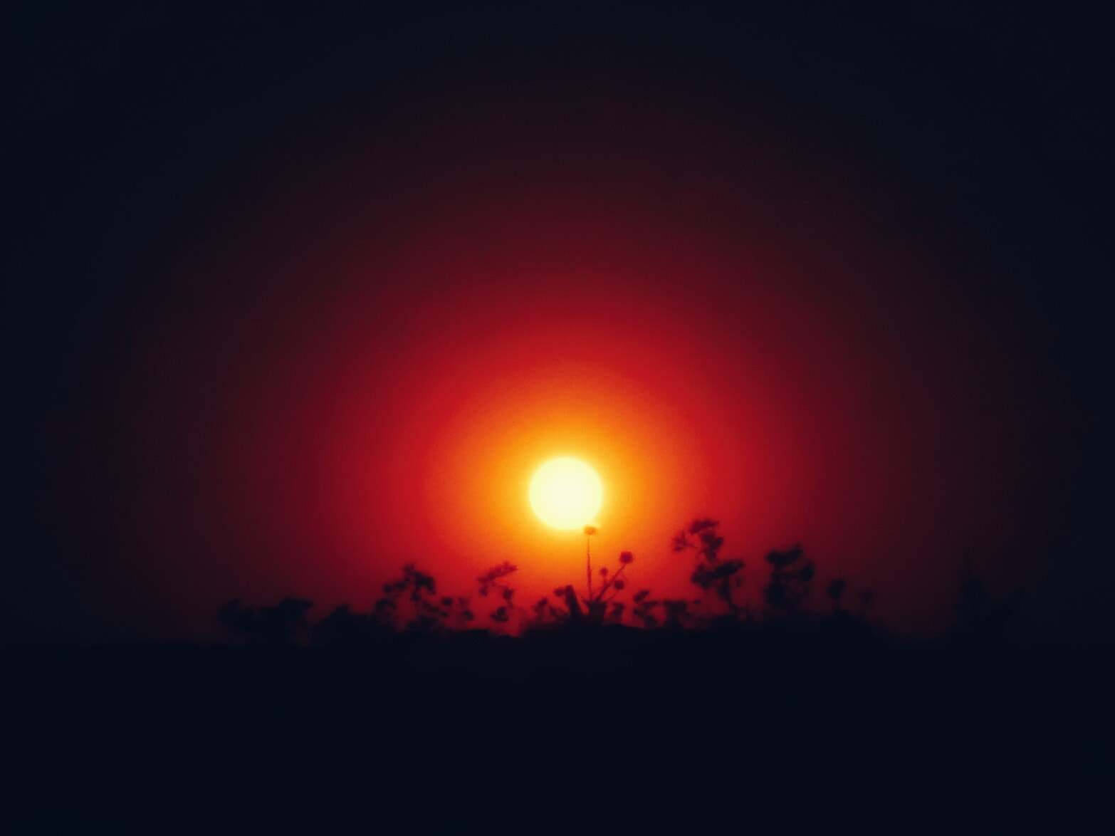Panasonic DMC-TZ110 sample photo. Rising moon garden photography