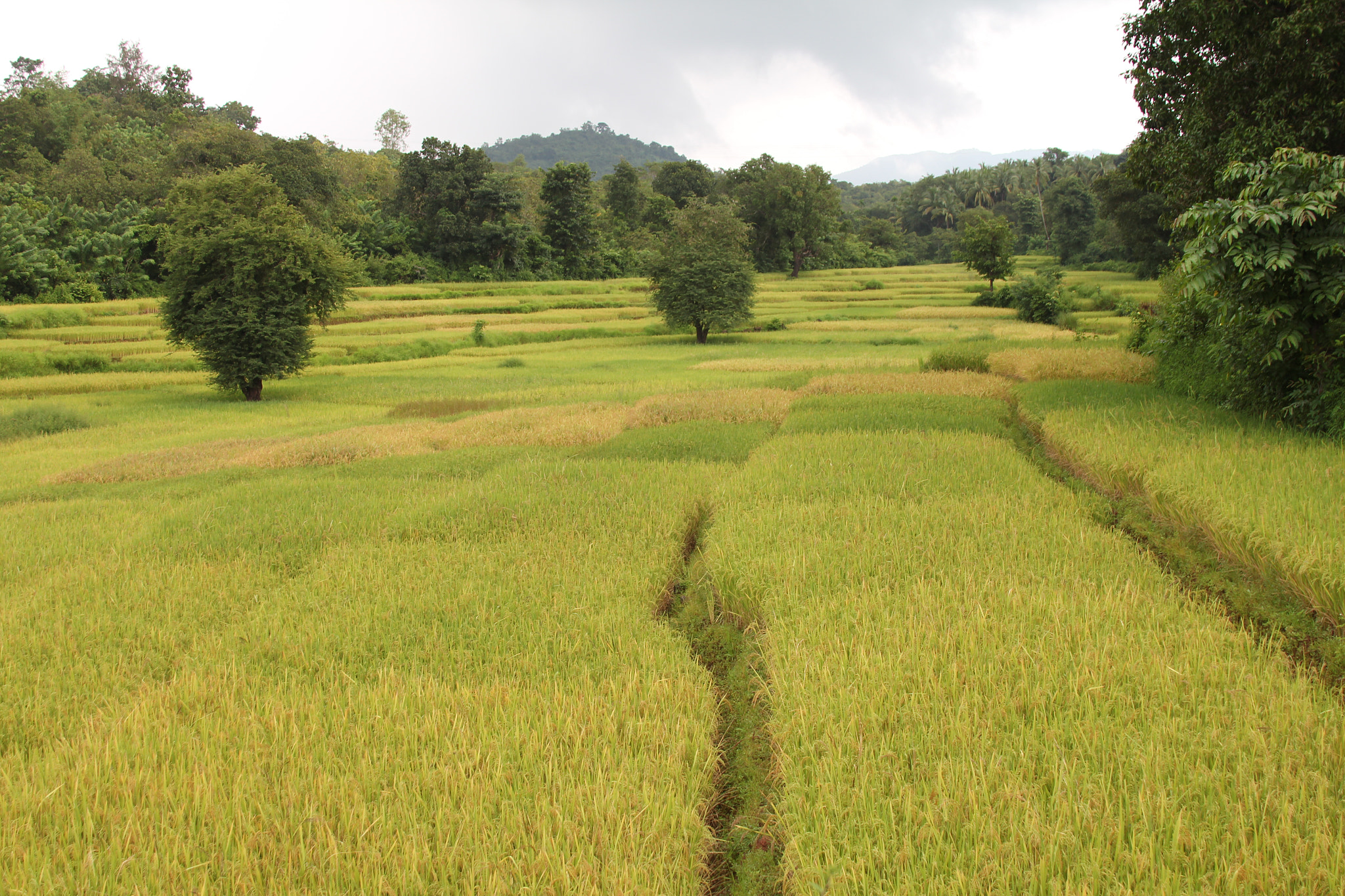 Canon EOS 550D (EOS Rebel T2i / EOS Kiss X4) + Canon EF 28-135mm F3.5-5.6 IS USM sample photo. Rice field with golden yellow mature rice crop in goa india in cloudy moutain and jungle in back... photography