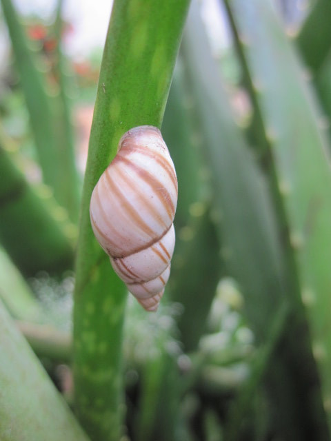 Canon PowerShot SD780 IS (Digital IXUS 100 IS / IXY Digital 210 IS) sample photo. Macro caracola photography