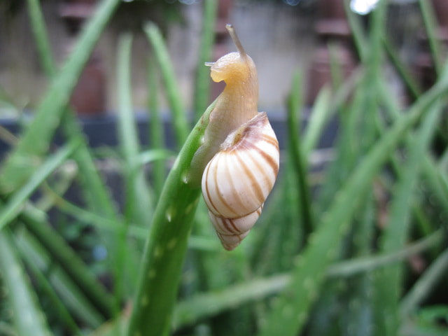 Canon PowerShot SD780 IS (Digital IXUS 100 IS / IXY Digital 210 IS) sample photo. Macro caracola photography